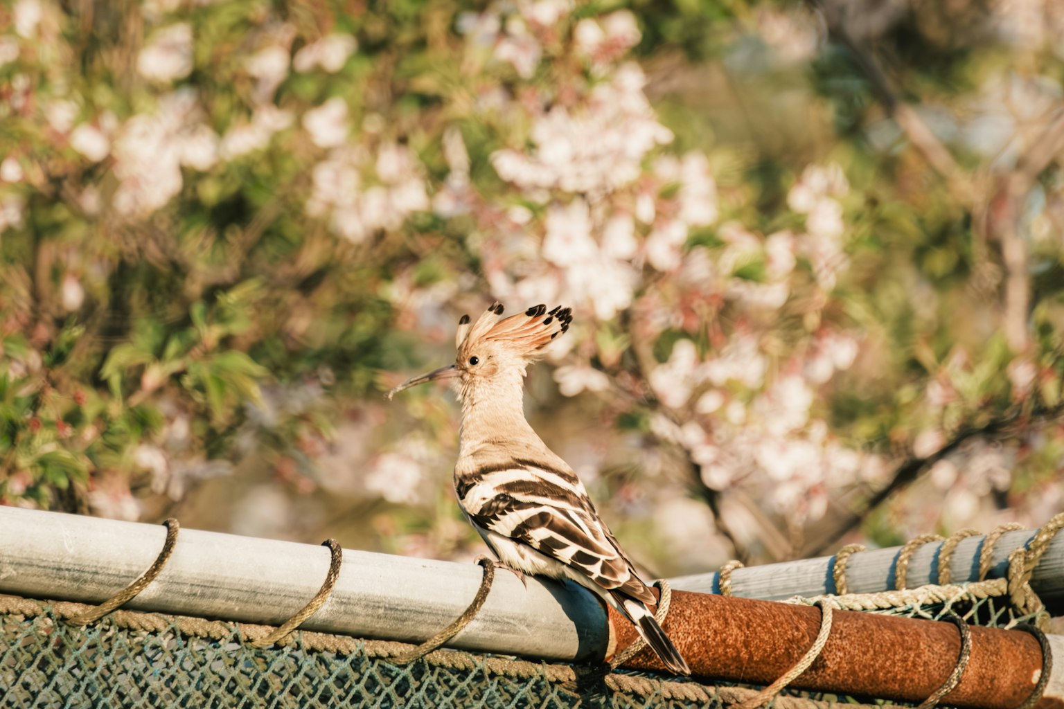Một con chim hoopoe đậu trên hàng rào với hoa anh đào ở phía sau