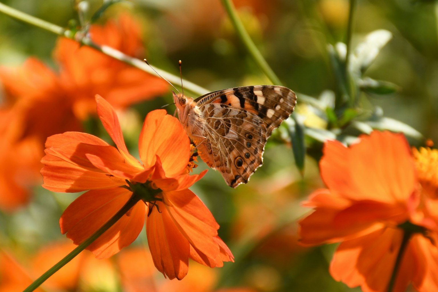 Farfalla che riposa su fiori arancioni vivaci