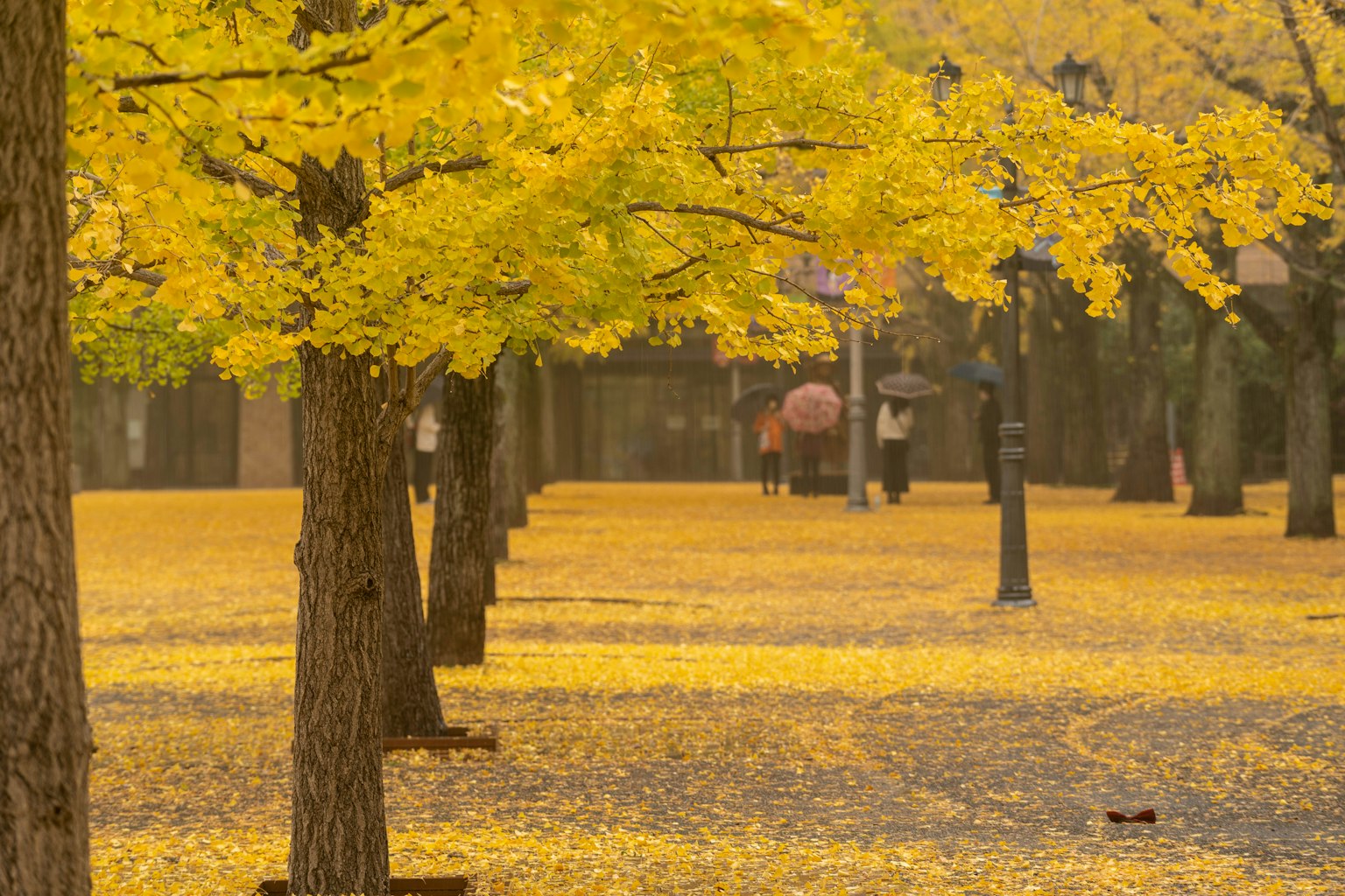 Park scene with yellow leaves covering the ground trees lining the path