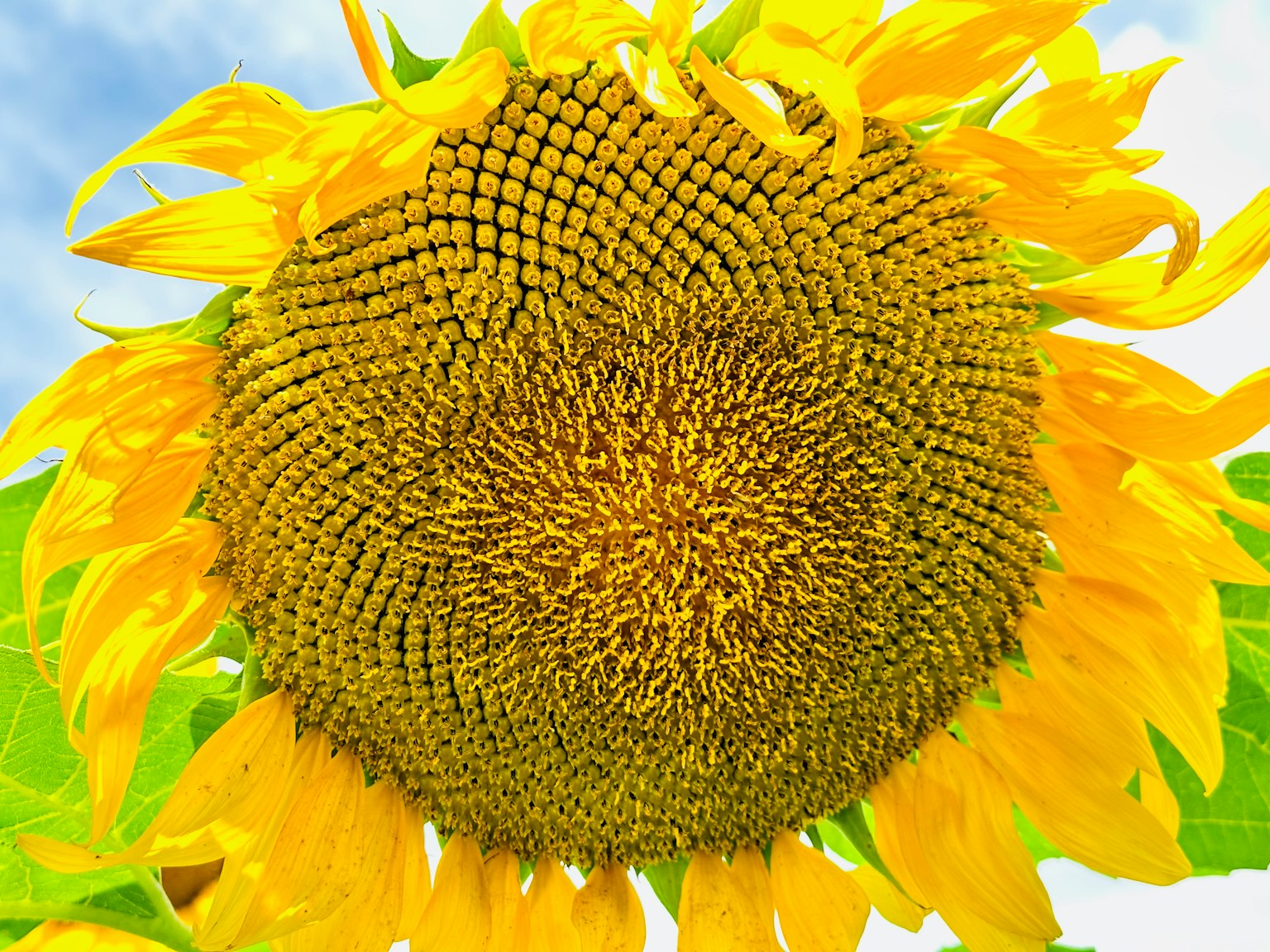 Primo piano di un girasole con petali gialli vivaci e motivi di semi intricati