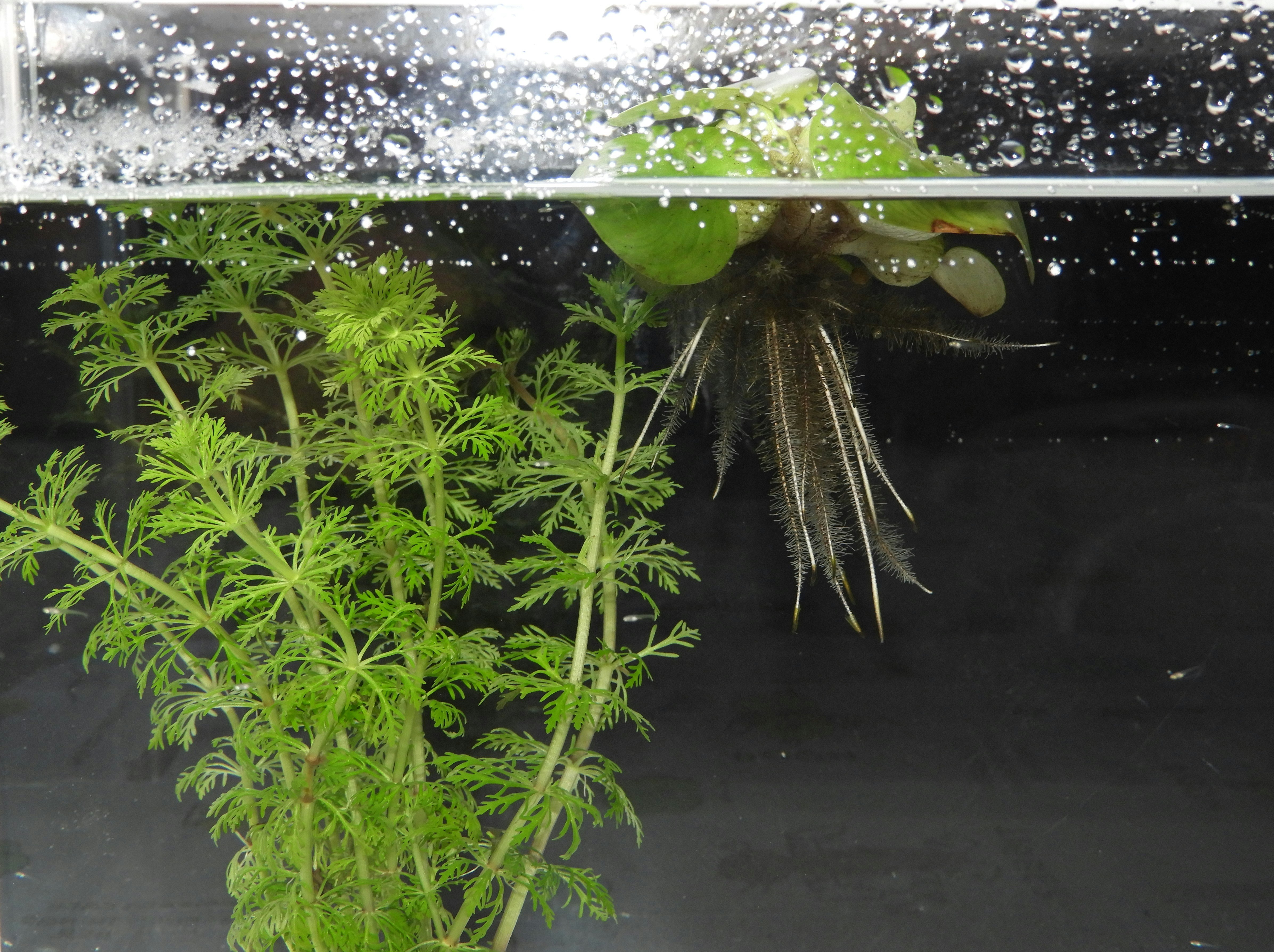 水槽の中で水しぶきを浴びる観葉植物の葉