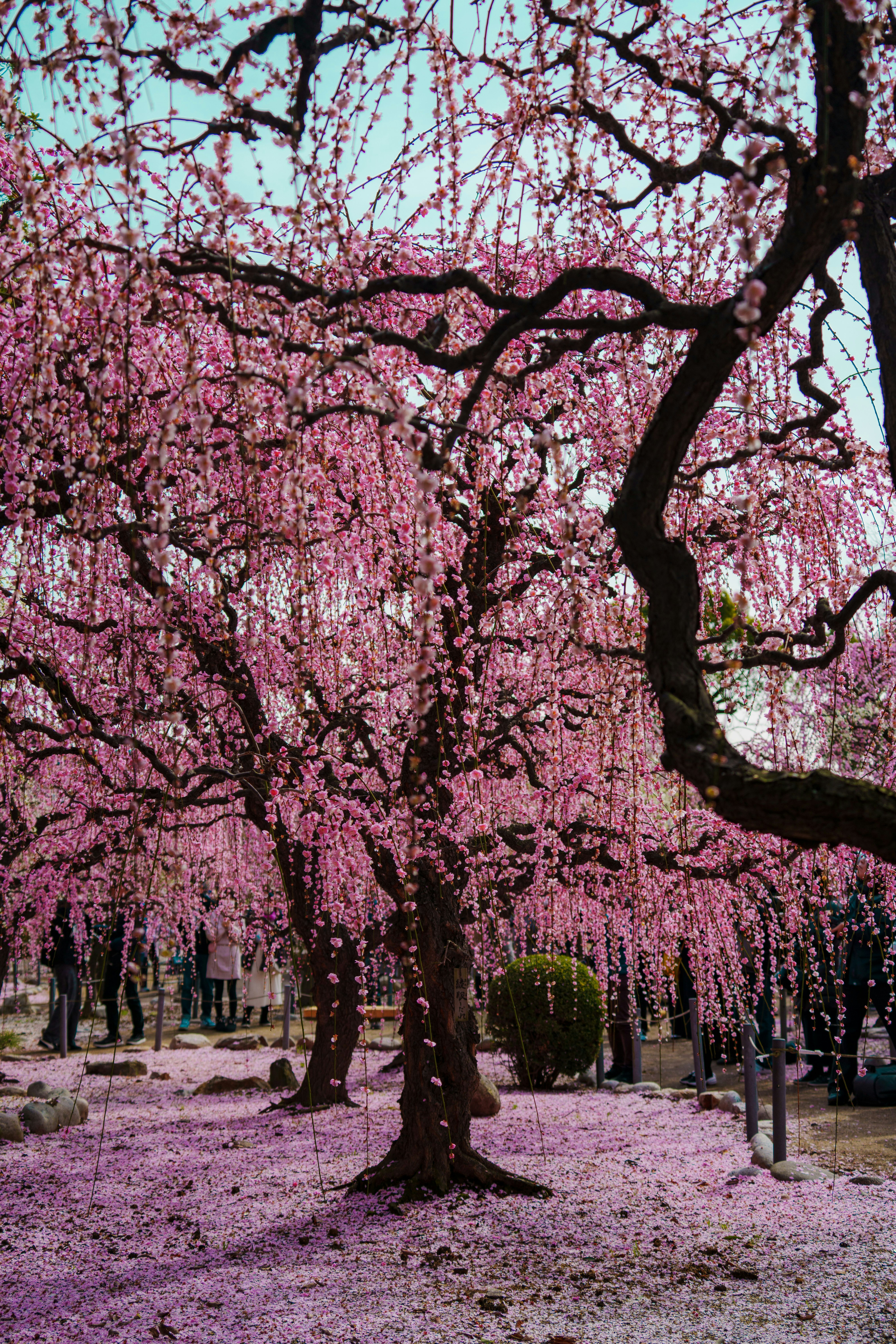 桃の花が咲き並ぶ並木道の桜並木