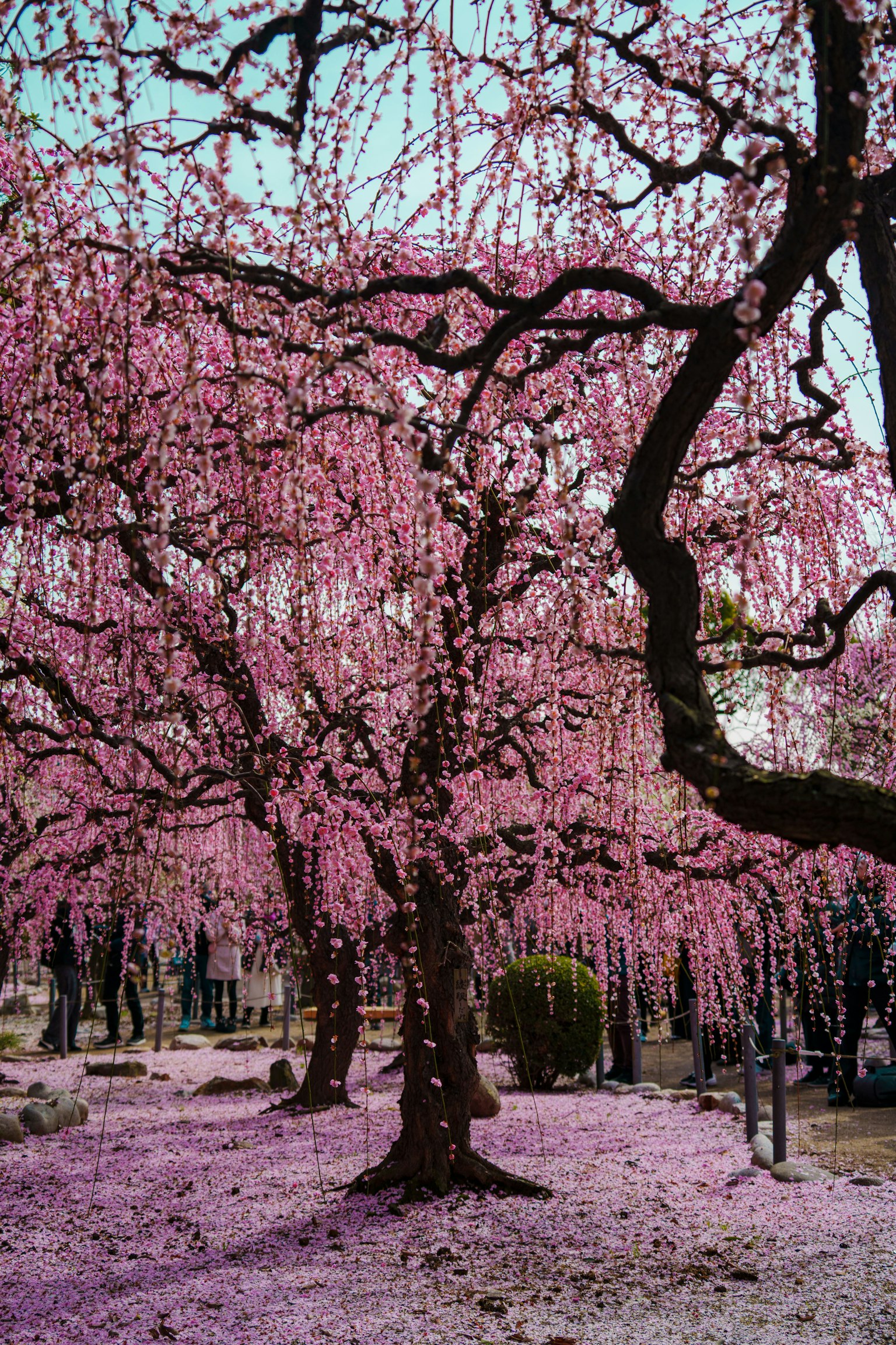 Bellissimi alberi di ciliegio in fiore in un parco