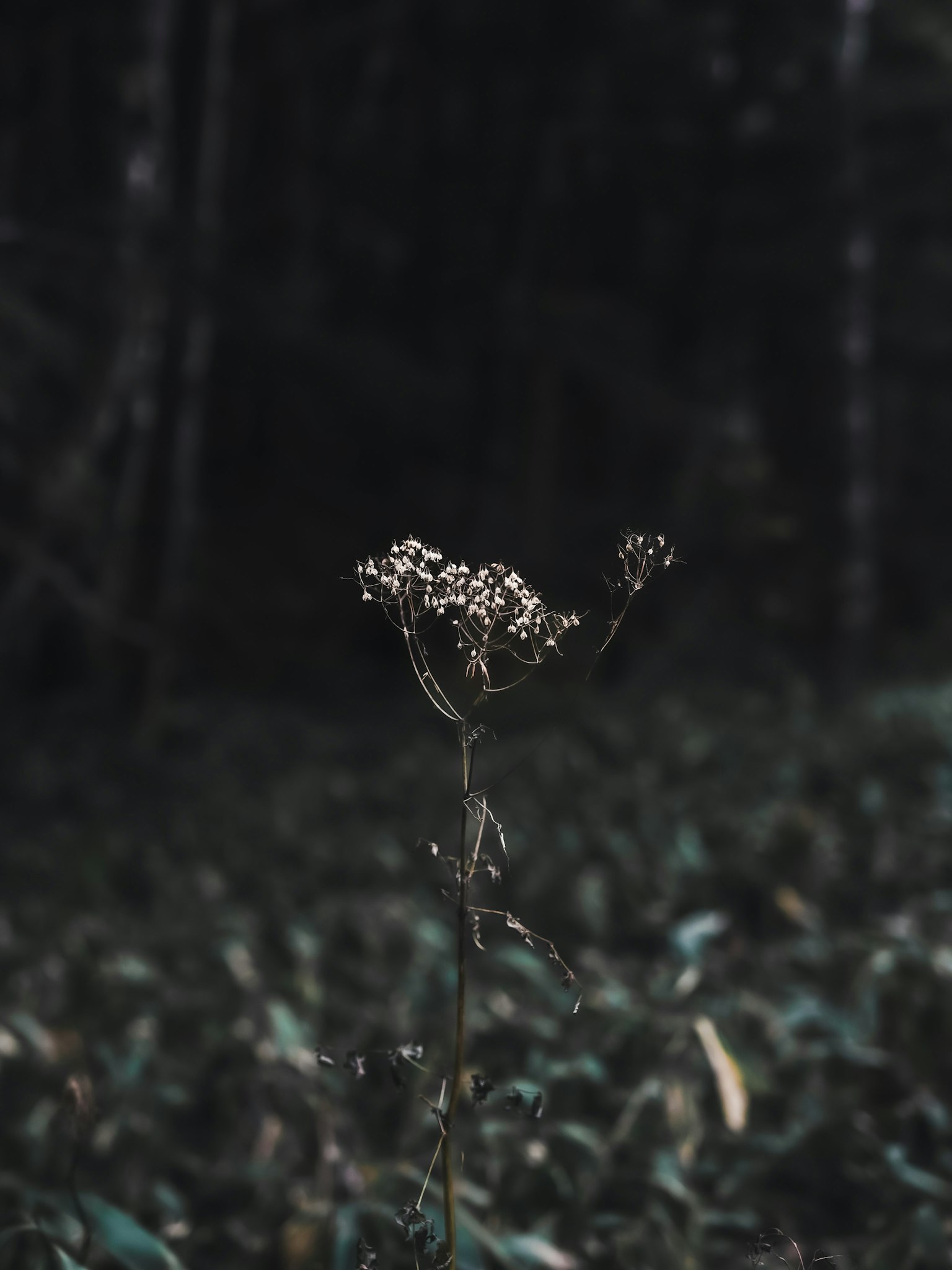 在黑暗森林中獨立的白花莖