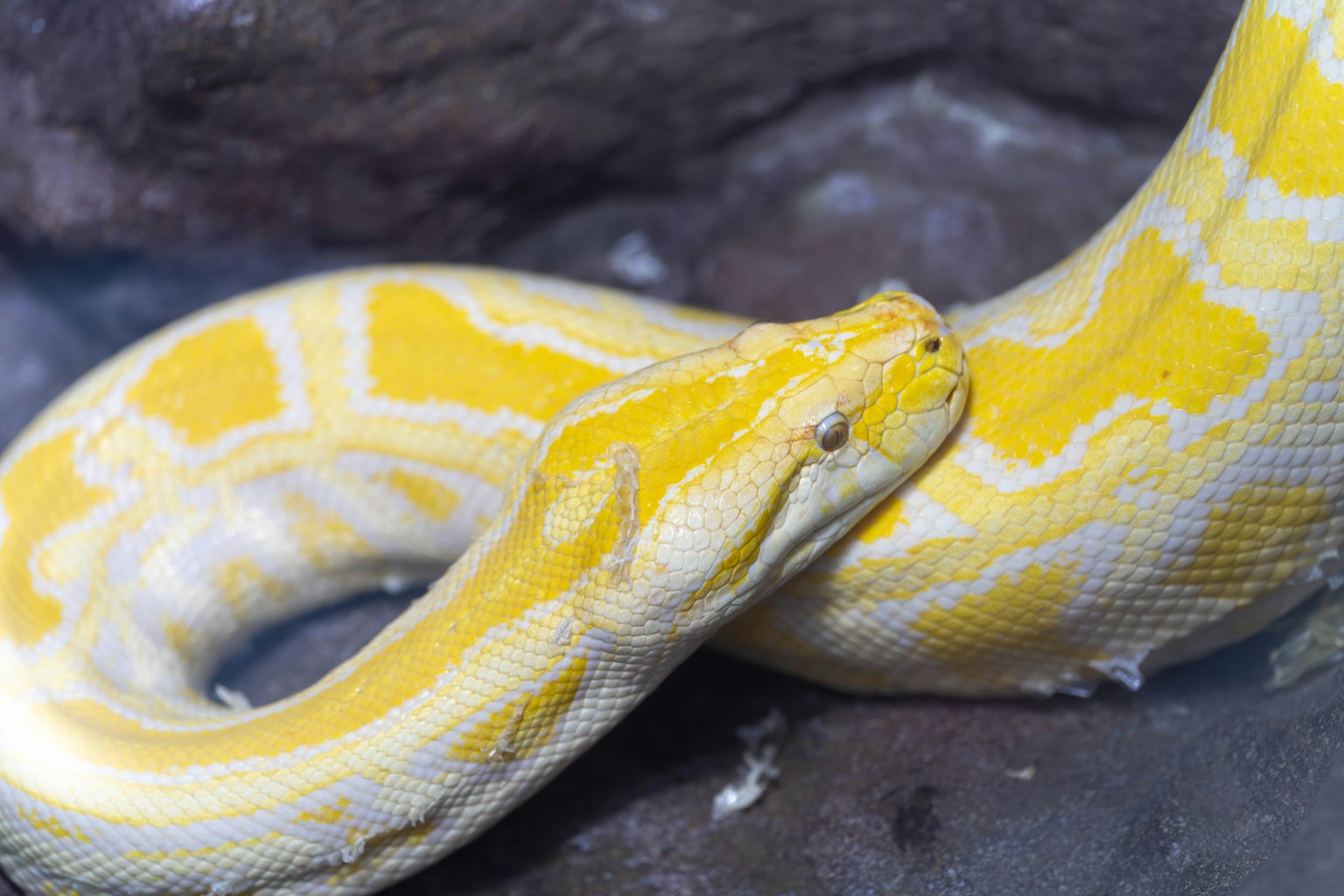 Yellow ball python resting on rocks