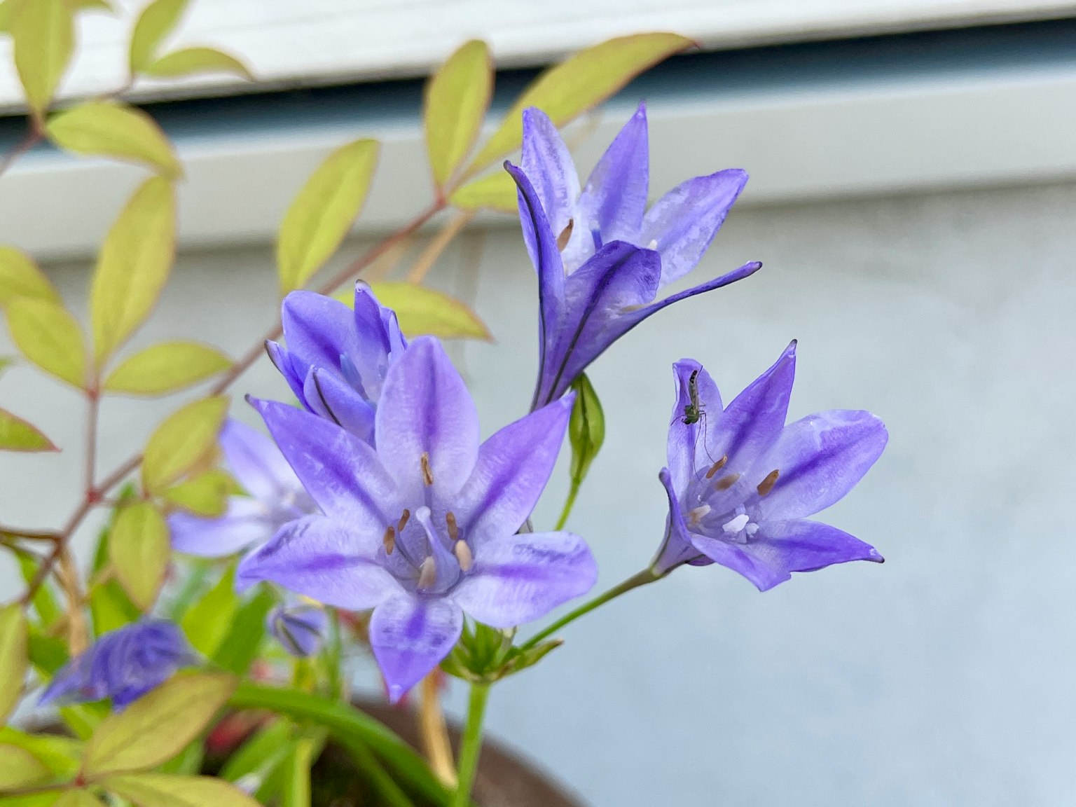Gros plan sur des fleurs violettes sur une plante