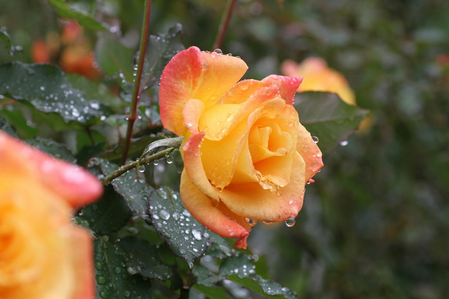 Schöne orange-rosa Rose mit Regentropfen