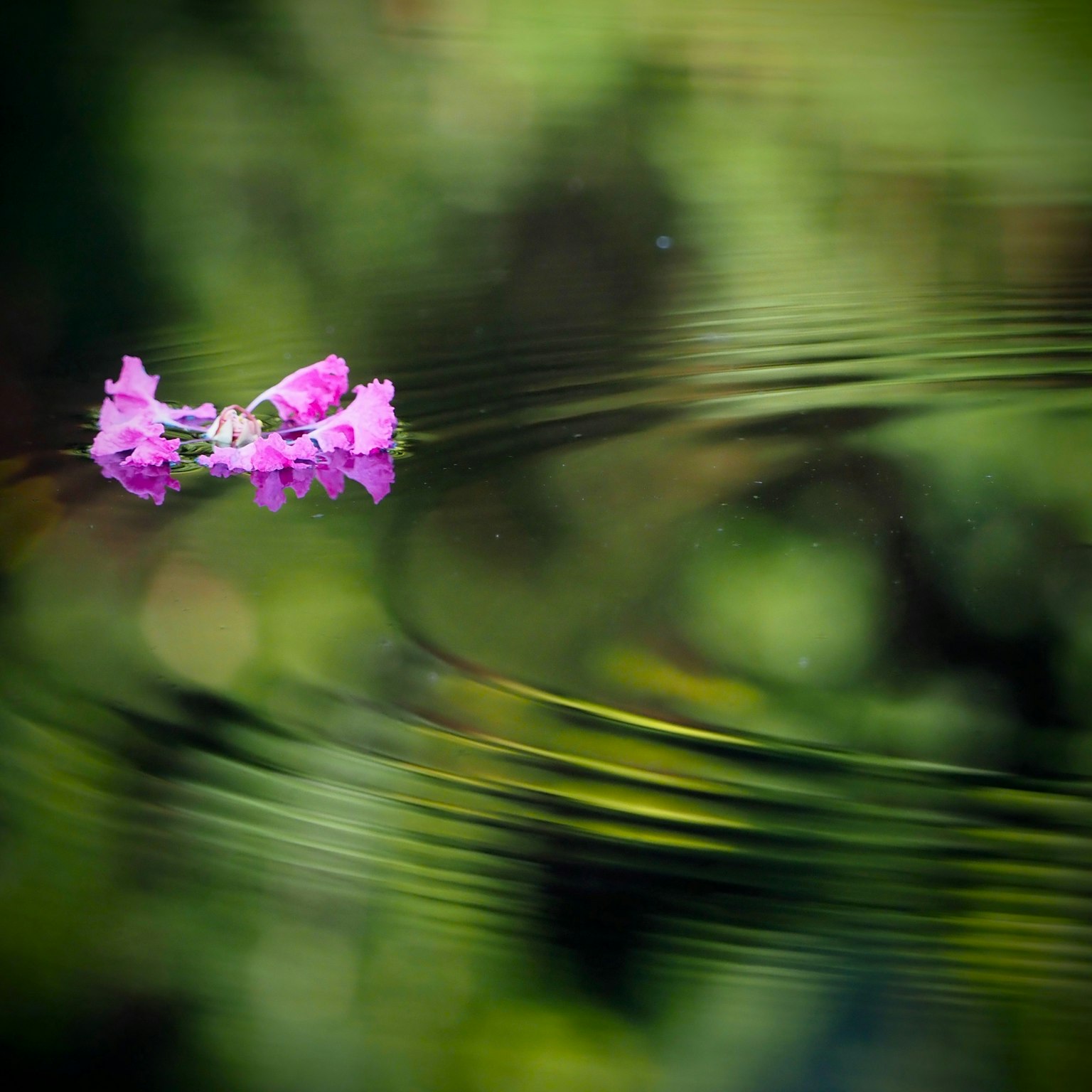 水面上漂浮的粉色花朵和宁静的涟漪
