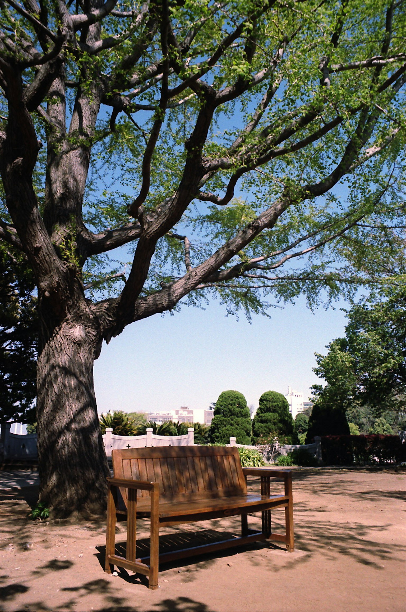 A wooden bench under a large tree with green leaves against a clear blue sky