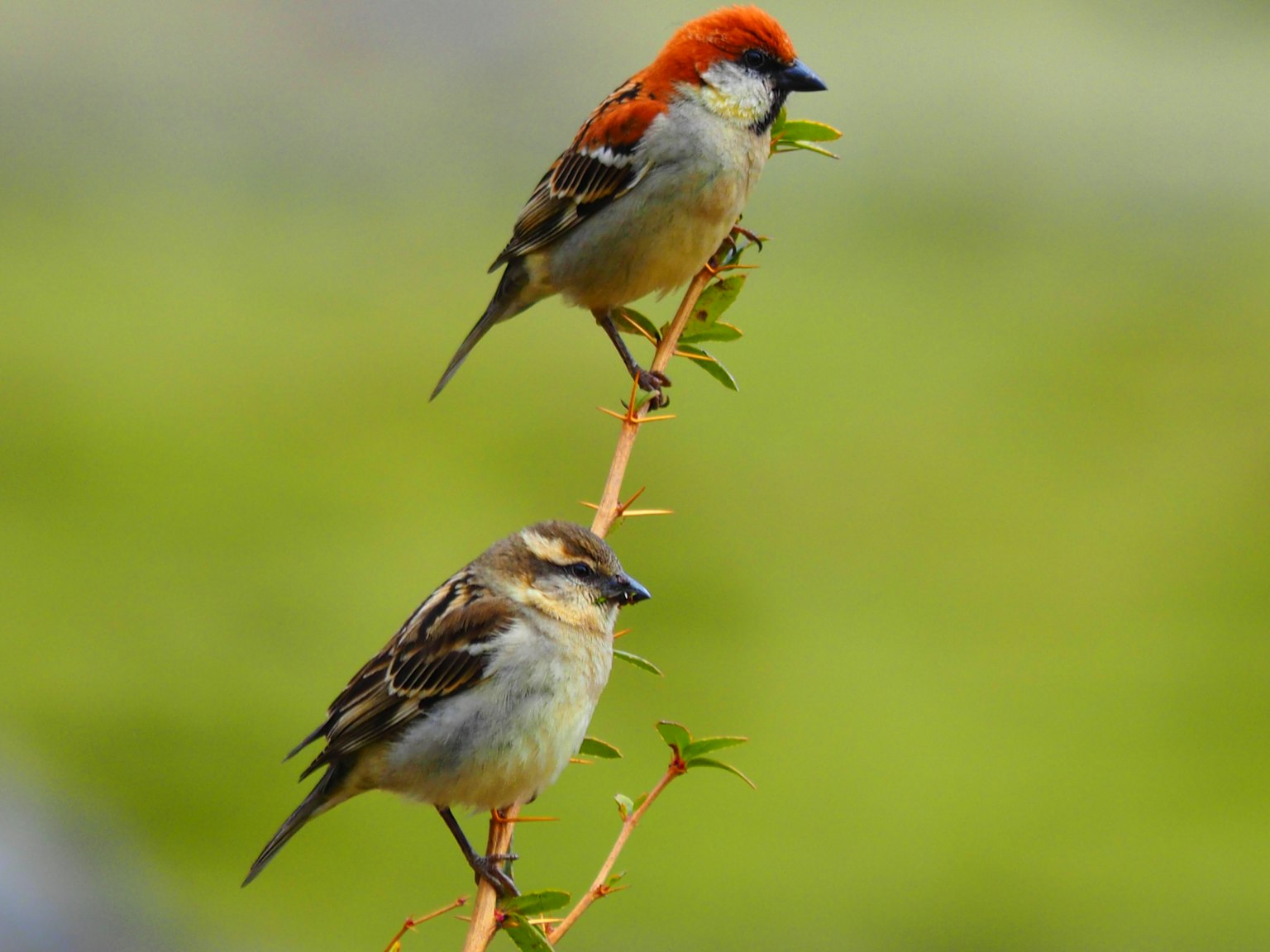Deux petits oiseaux perchés sur une branche l'oiseau du haut a une tête rouge et l'oiseau du bas a des plumes brunes