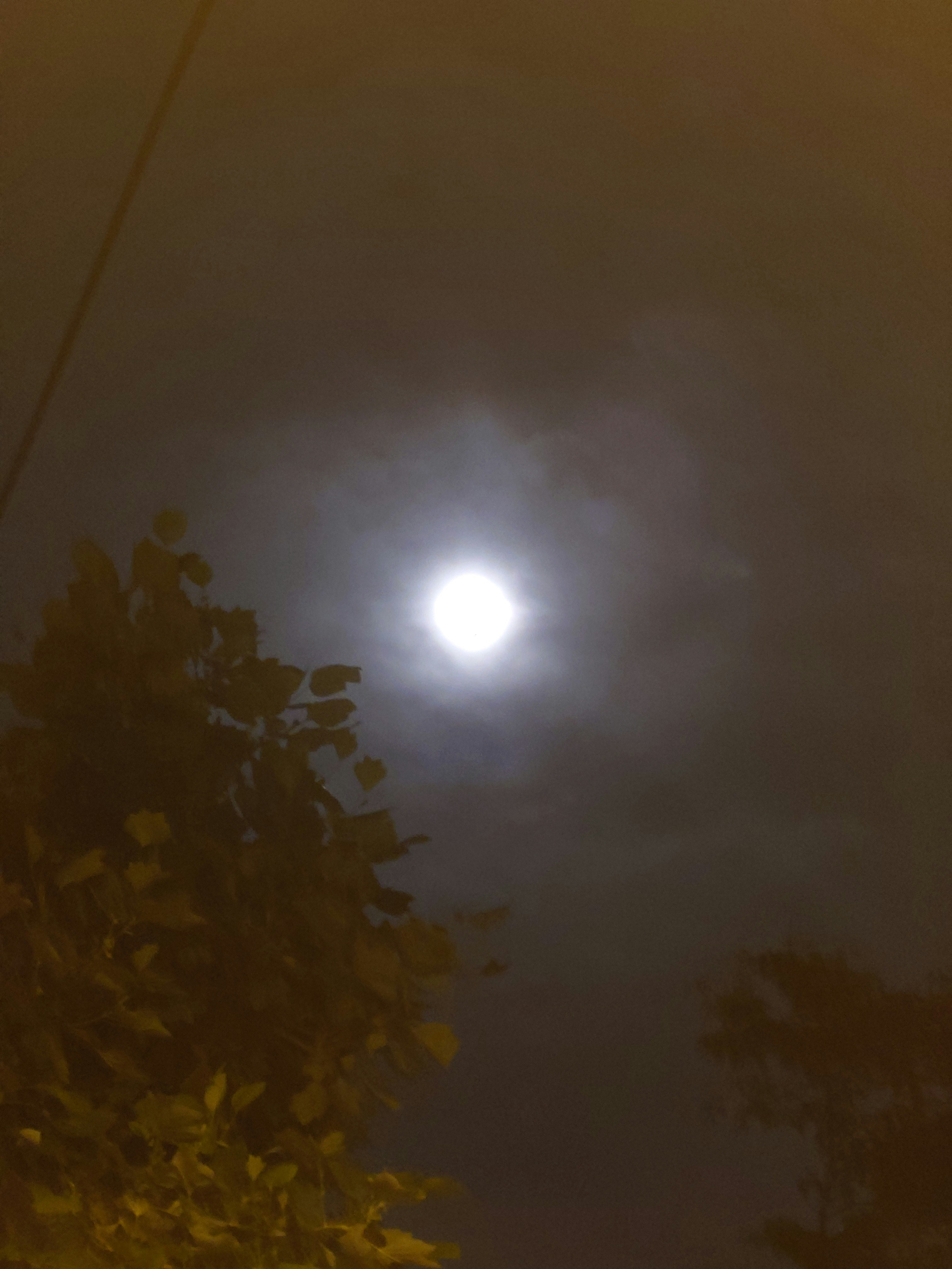 ánh trăng xuyên qua sương mù với bóng cây