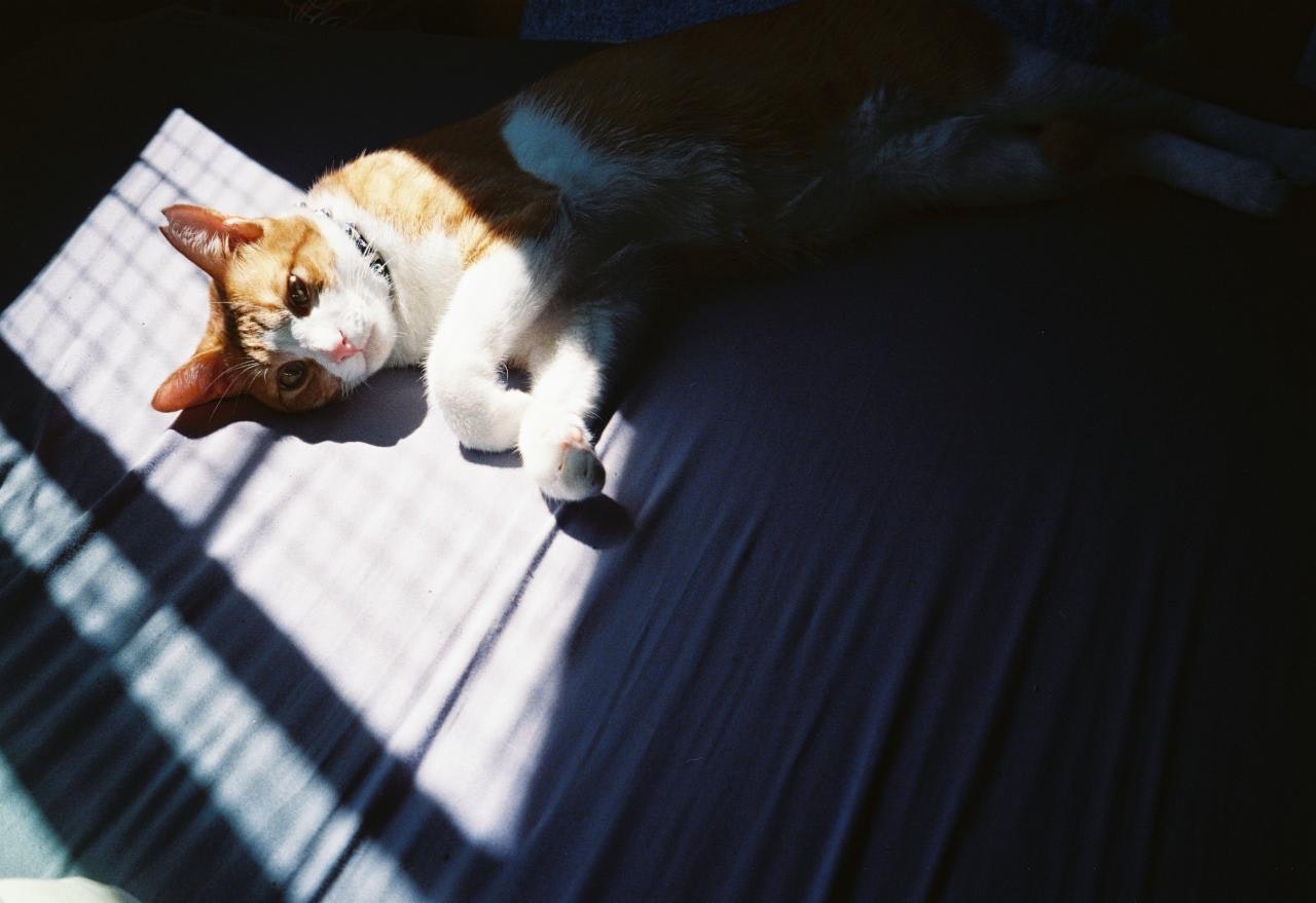 日向で毛布の上にいる猫