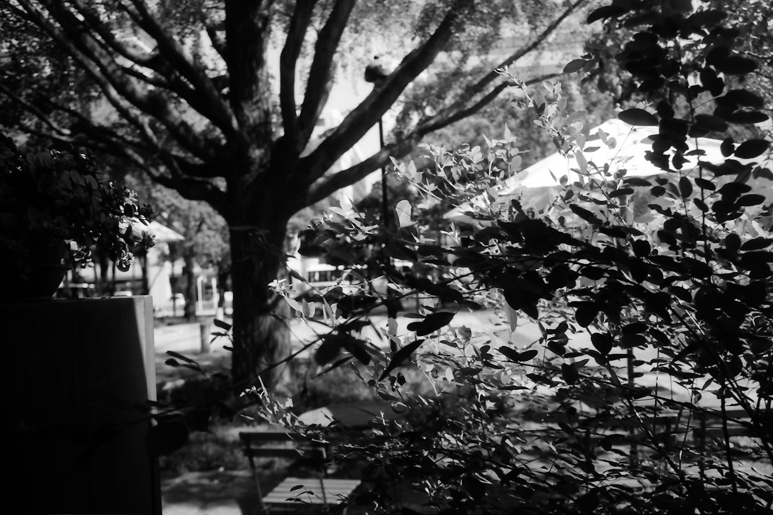 Scena di giardino in bianco e nero con foglie verdi lussureggianti e un grande albero
