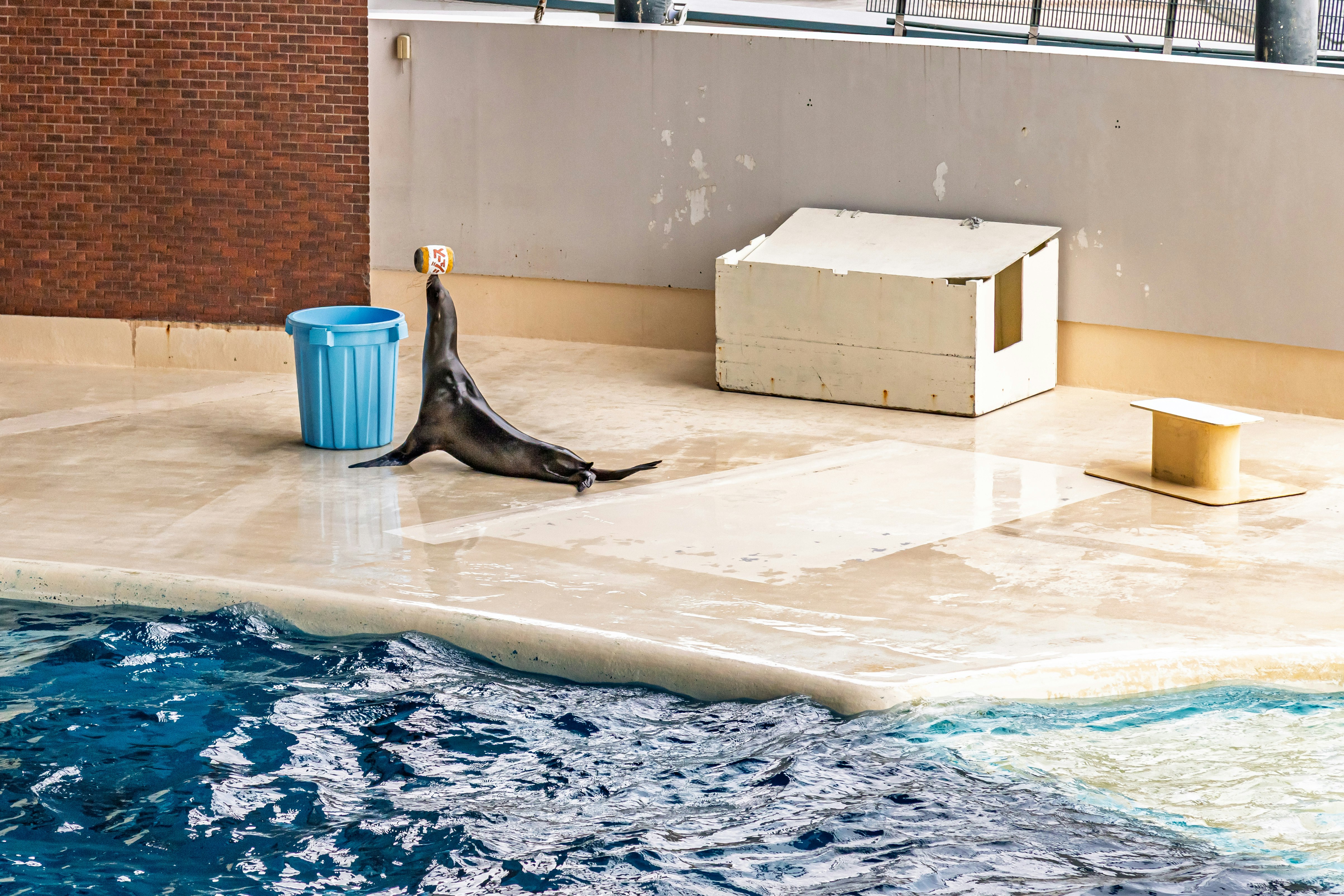 seal in a pool area with water flowing on an outdoor floor