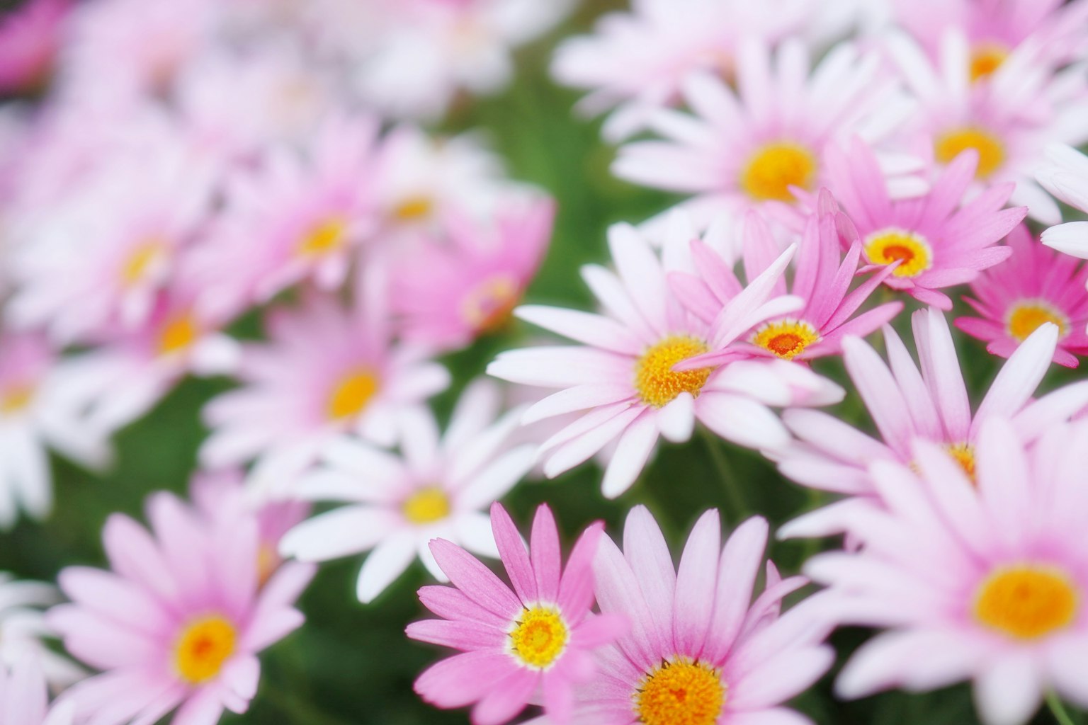 Close-up of white daisies with pink petals and yellow centers