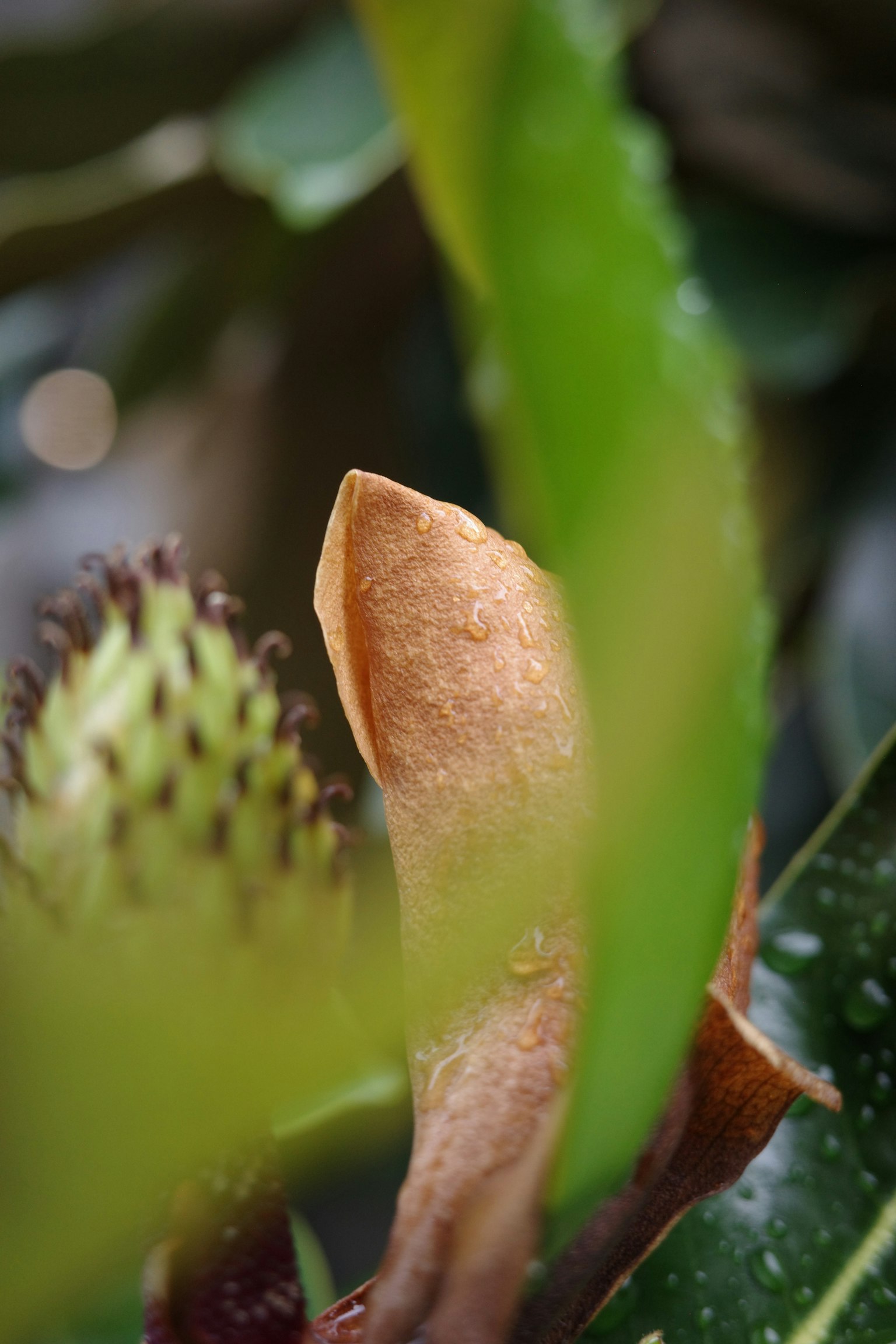Foto close-up tanaman dengan daun hijau dan coklat yang saling tumpang tindih