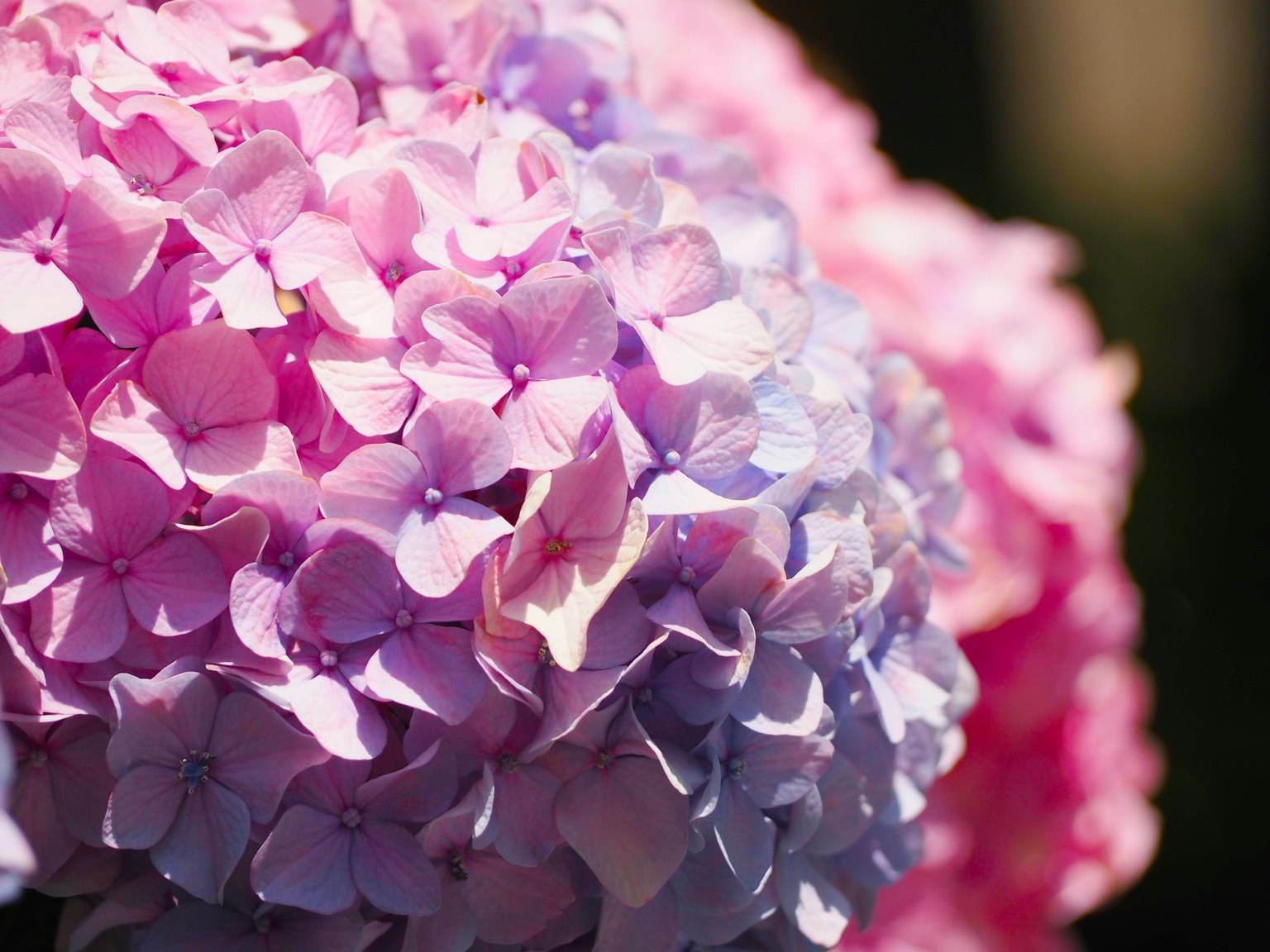 Kelopak bunga hydrangea dalam gradasi merah muda dan ungu yang cerah