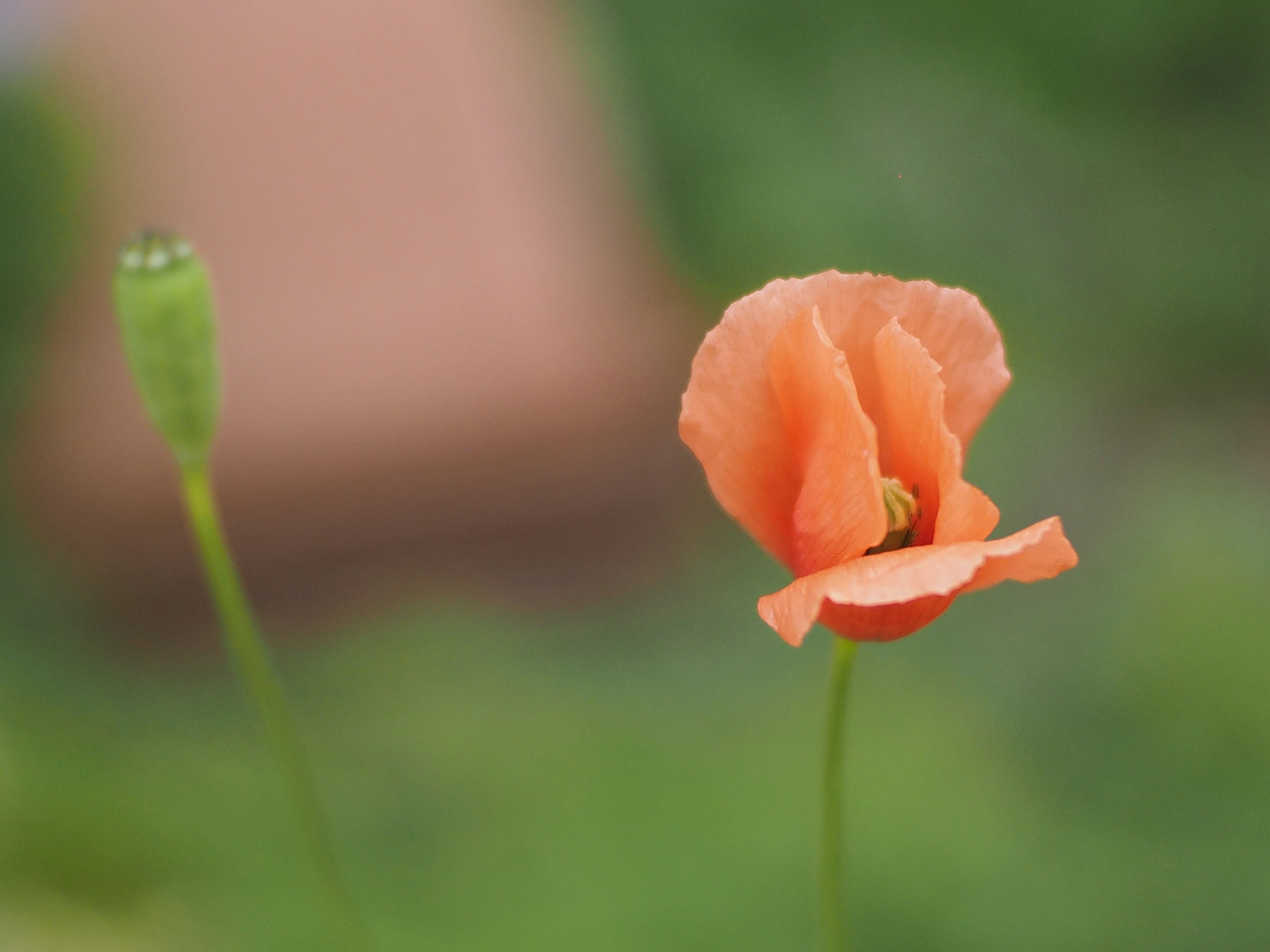 orangefarbene Blume auf grünem Gras