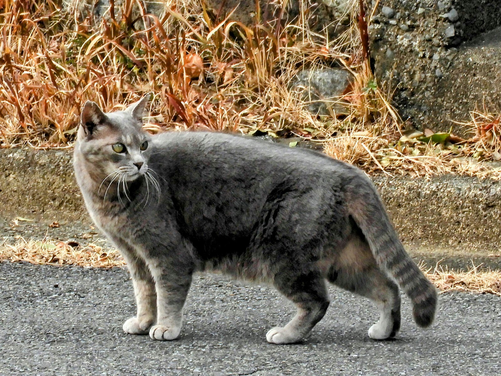chat gris debout sur la rue