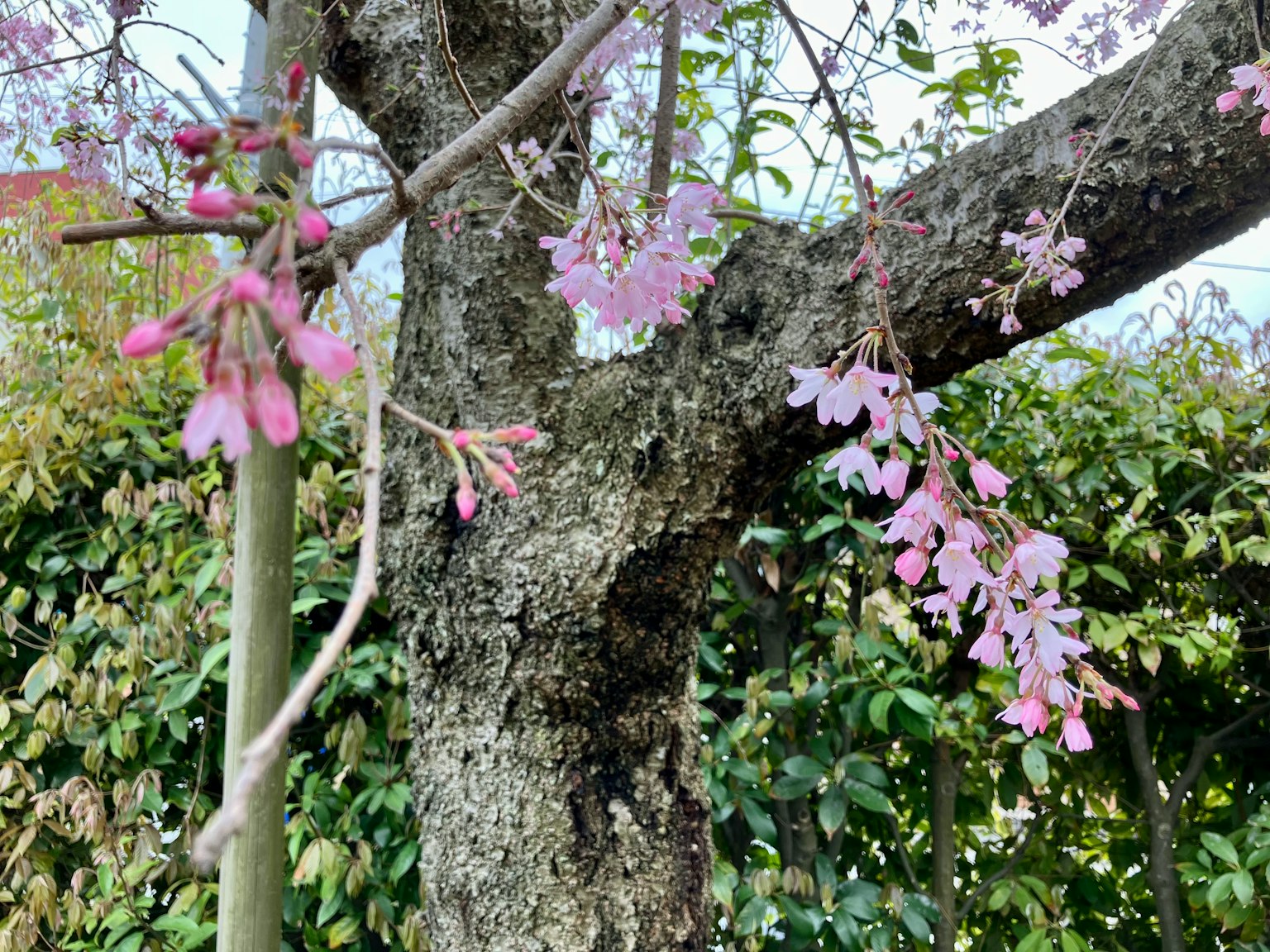 ลำต้นของต้นเชอร์รี่พร้อมดอกไม้สีชมพูอ่อน