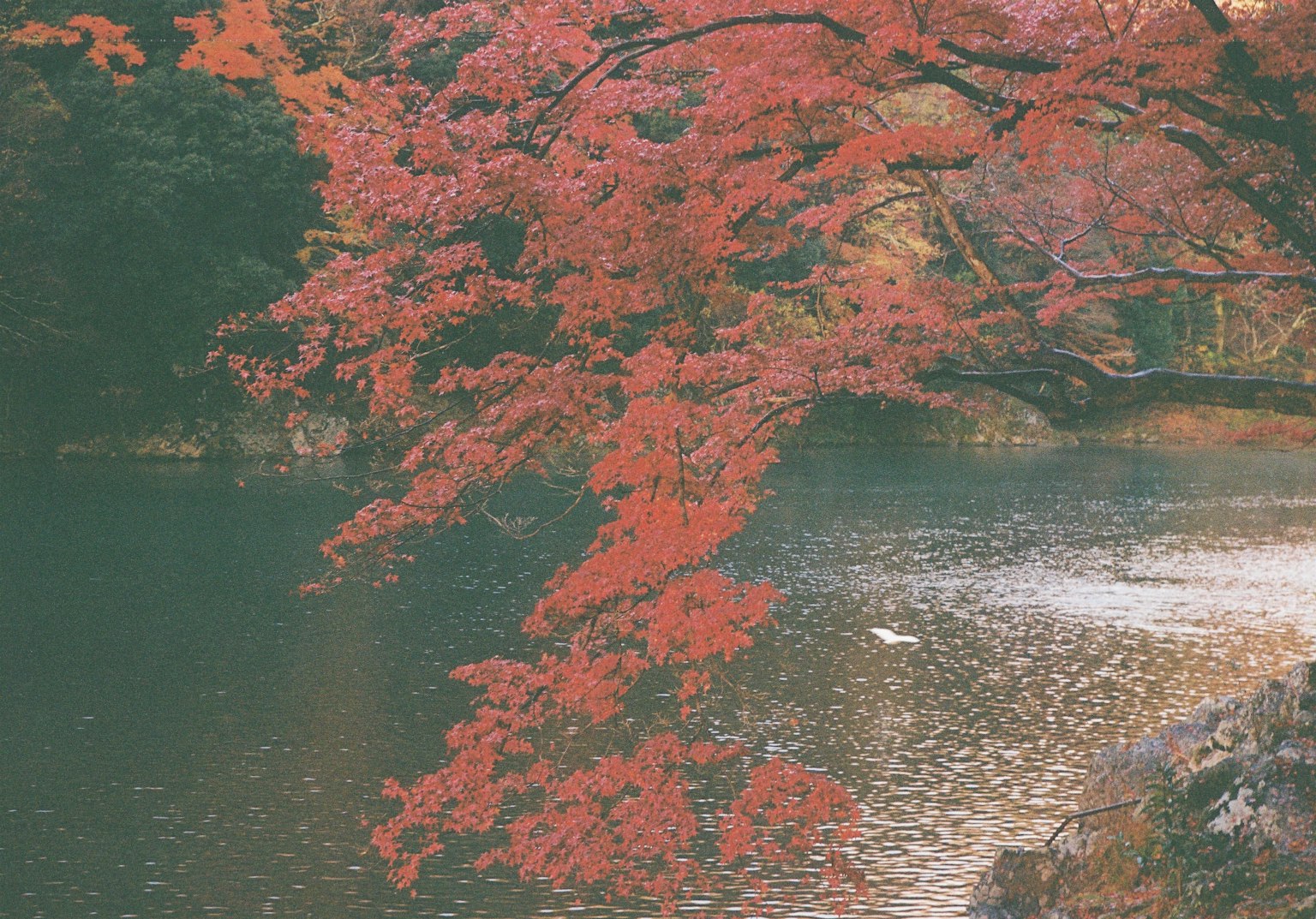 Bellissimo paesaggio con un albero dalle foglie rosse che si riflette sull'acqua