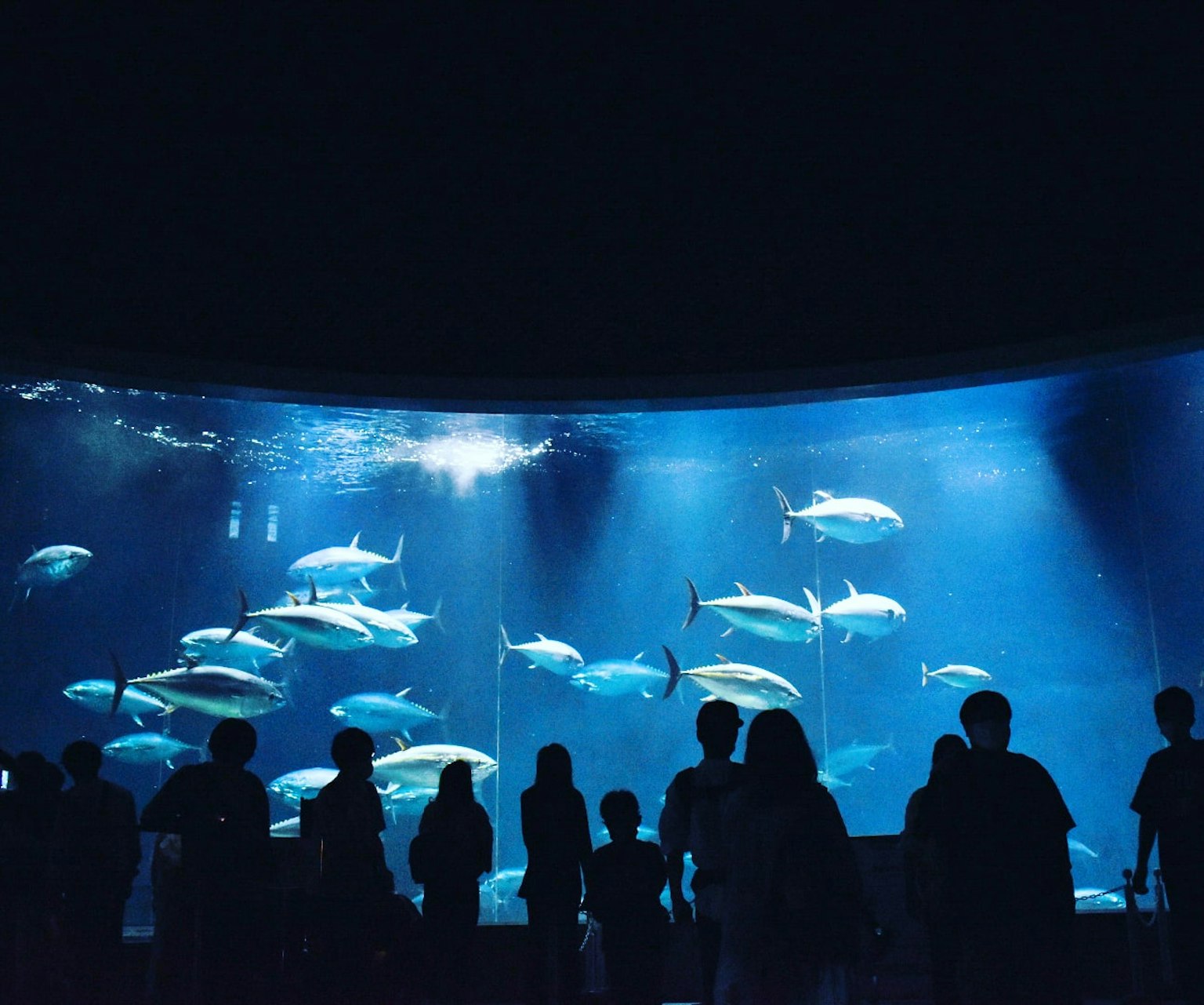 Silhouettes of visitors watching fish swimming in a blue aquarium