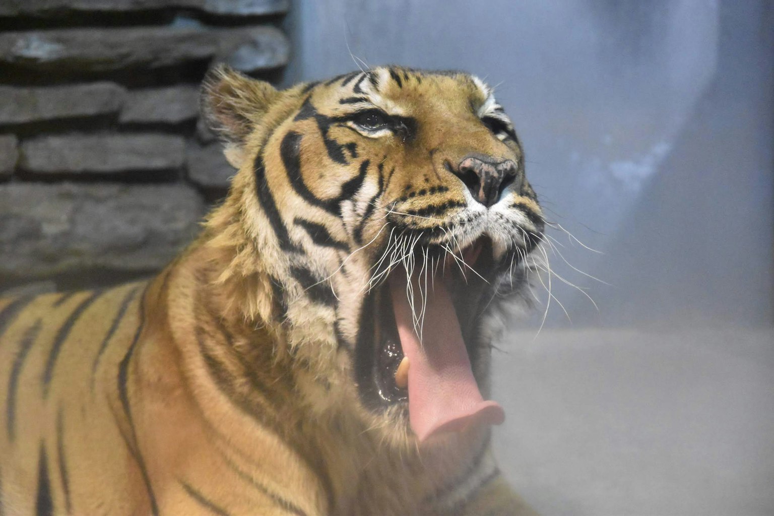 Un tigre bostezando ampliamente mostrando sus dientes