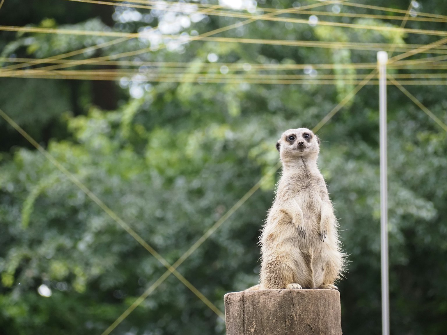Un suricata de pie sobre un poste de madera con vegetación al fondo