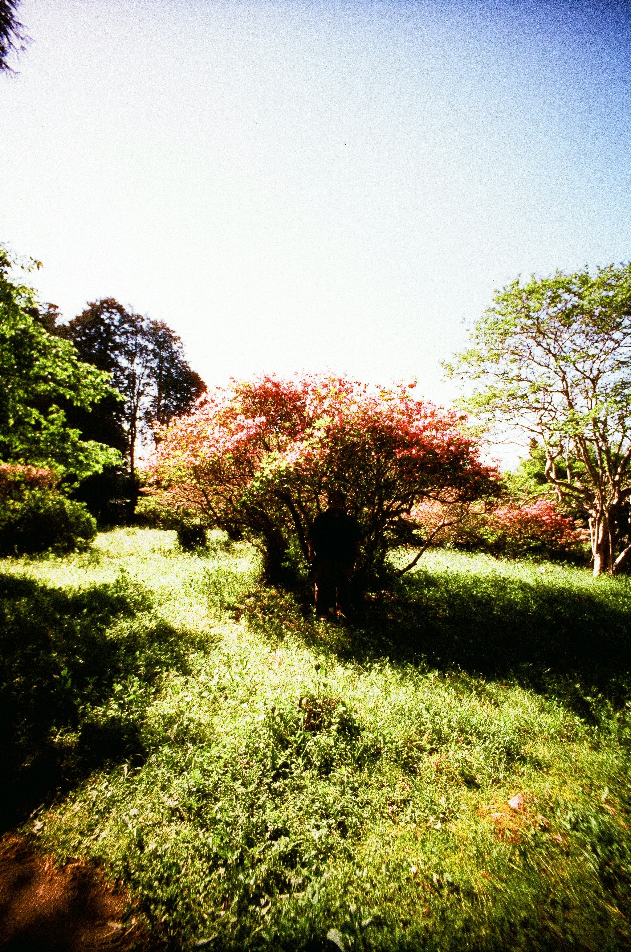 緑の芝生と木々が広がる公園の自然風景