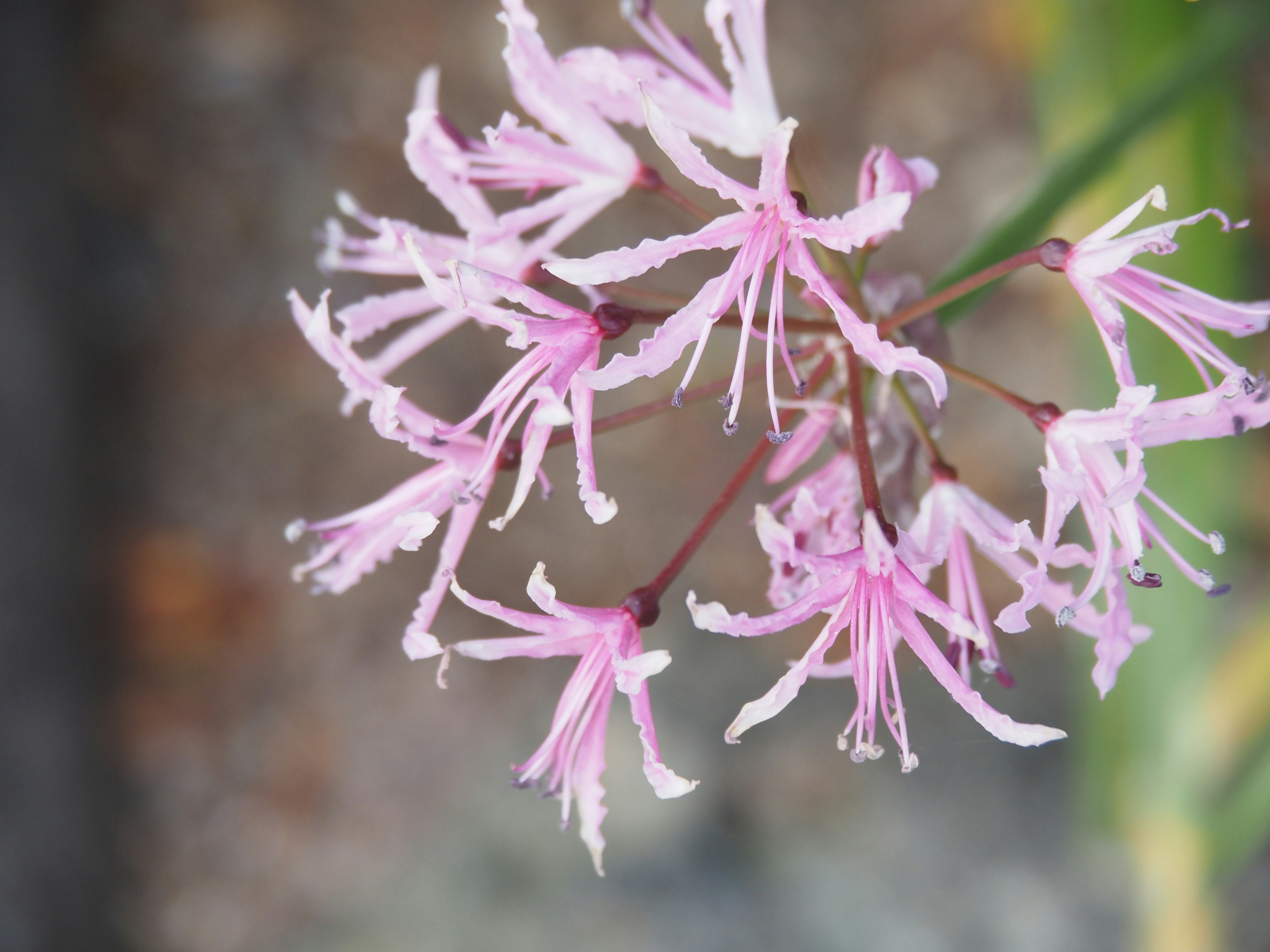 ピンクのダイヤモンドリリーの花のクローズアップ