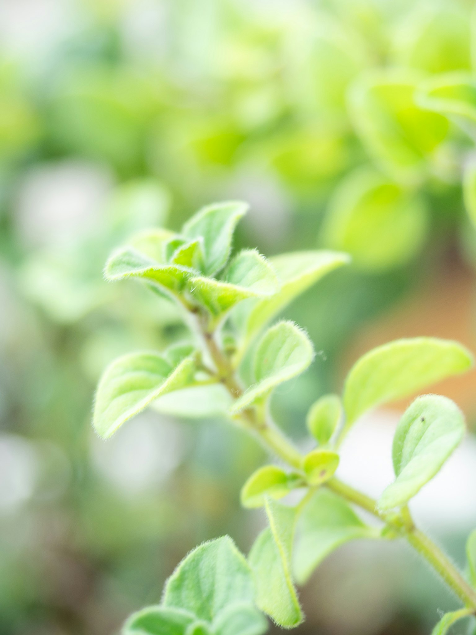 新芽の葉が柔らかくボケた植物のクローズアップ