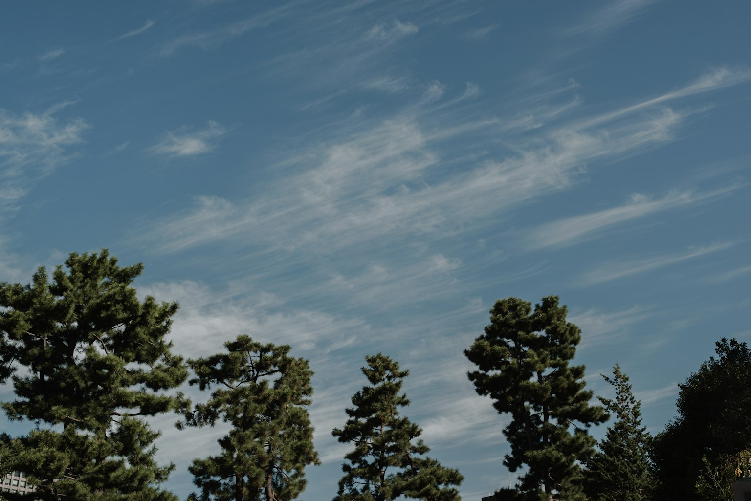 Alti alberi sotto un cielo blu con nuvole sottili