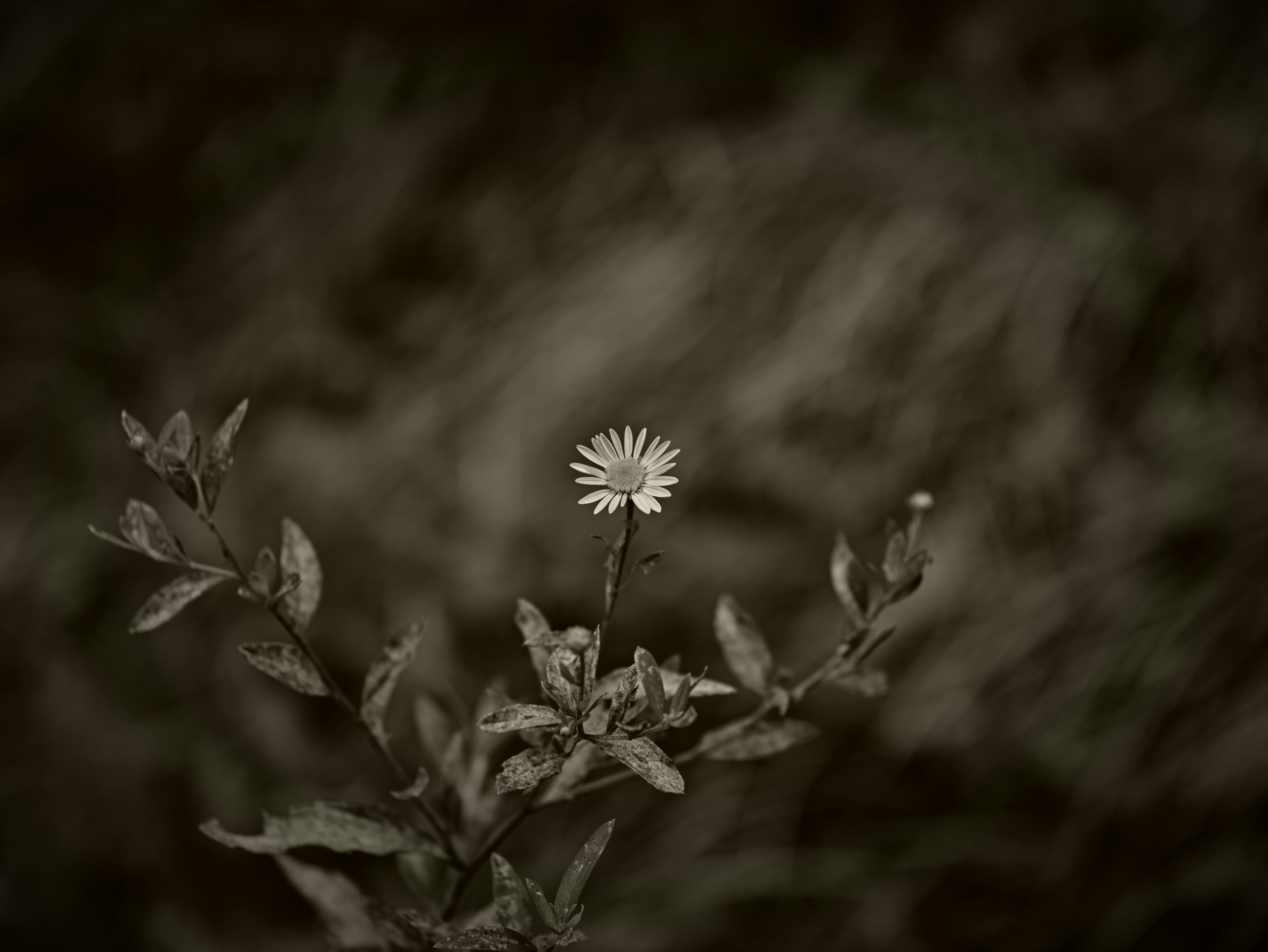 草花の小さな花と葉のクローズアップ