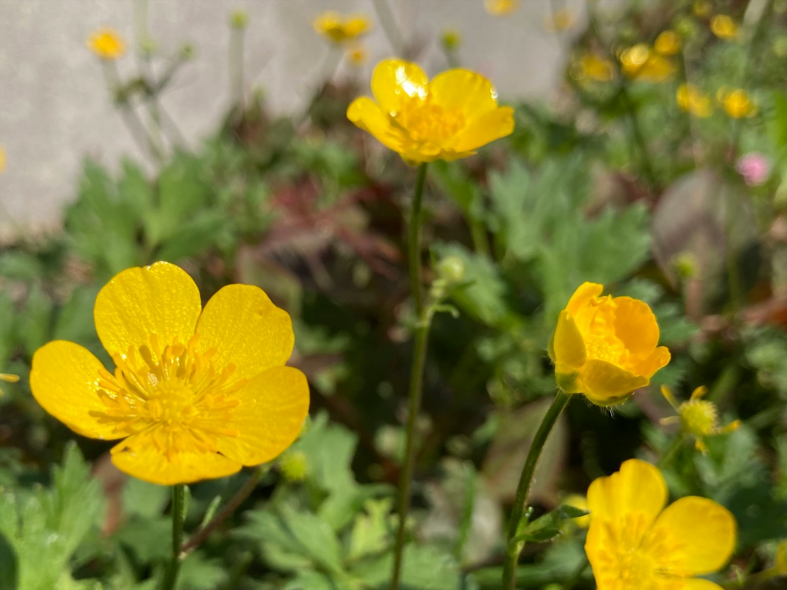 Gros plan sur des fleurs jaunes en fleurs dans une prairie verte