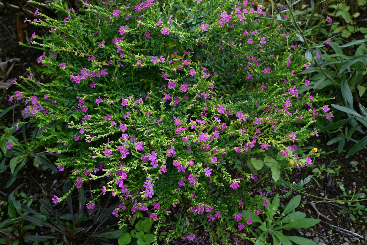 Primo piano di una pianta con piccoli fiori viola circondata da foglie verdi