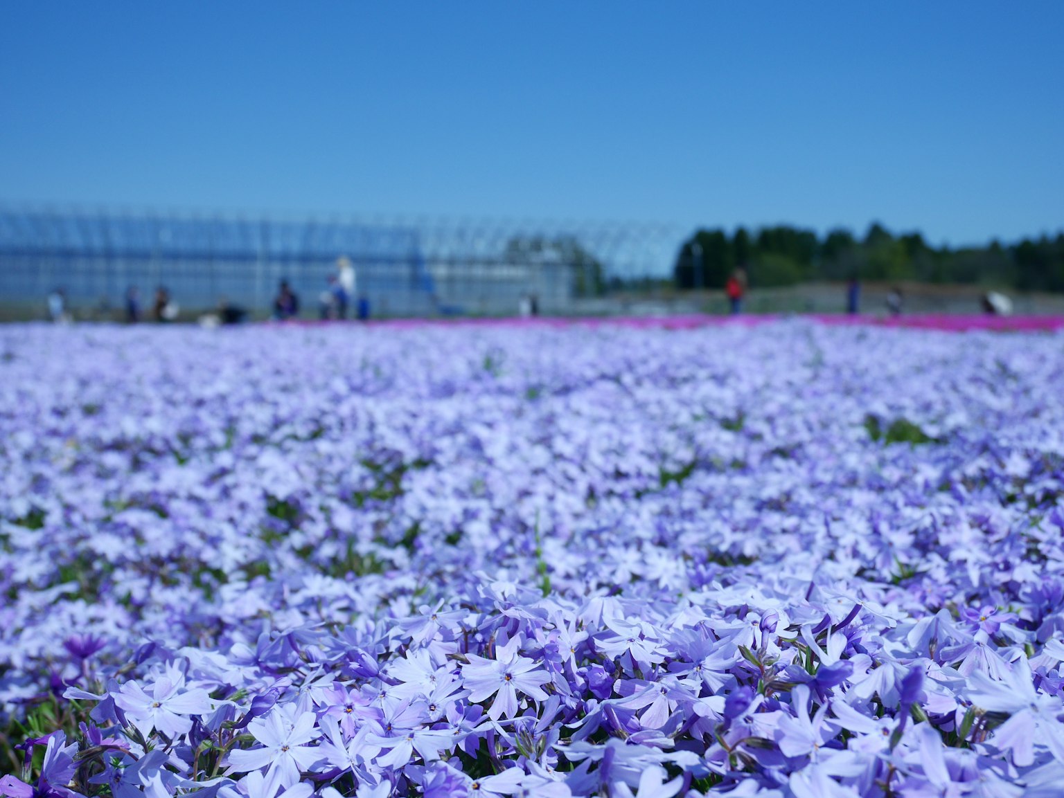 Champ de fleurs violettes sous un ciel bleu avec des personnes en arrière-plan