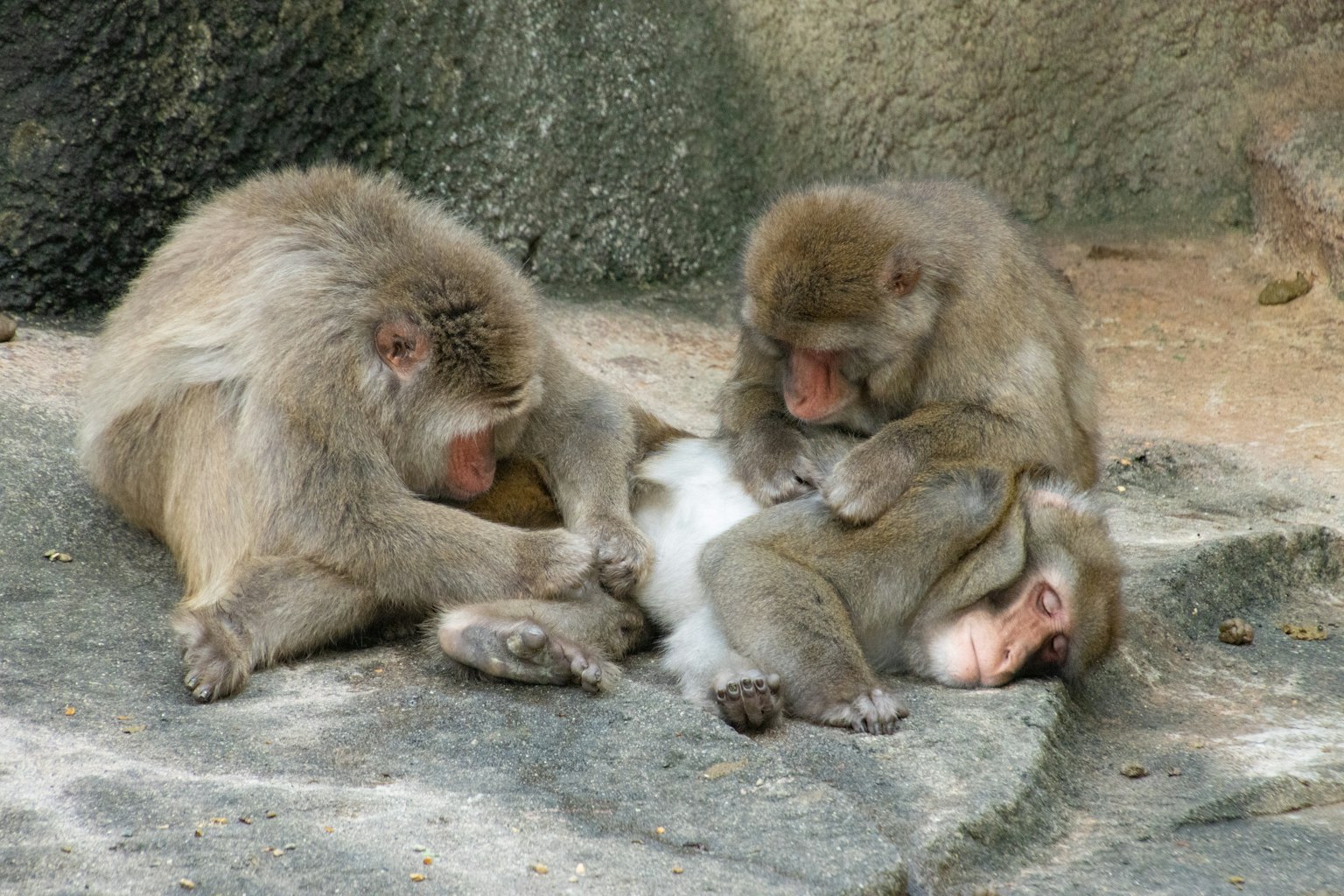 Trois singes jouant et se relaxant sur une surface rocheuse