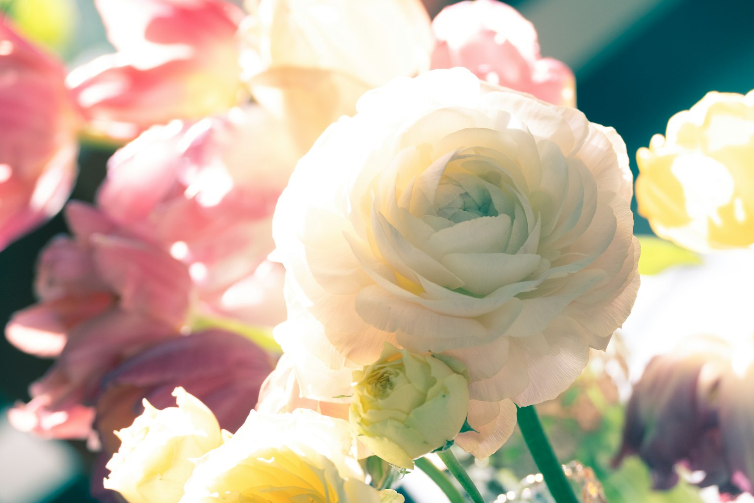 Một bông hoa ranunculus trắng được bao quanh bởi những bông hoa hồng và vàng mềm mại với nền sáng