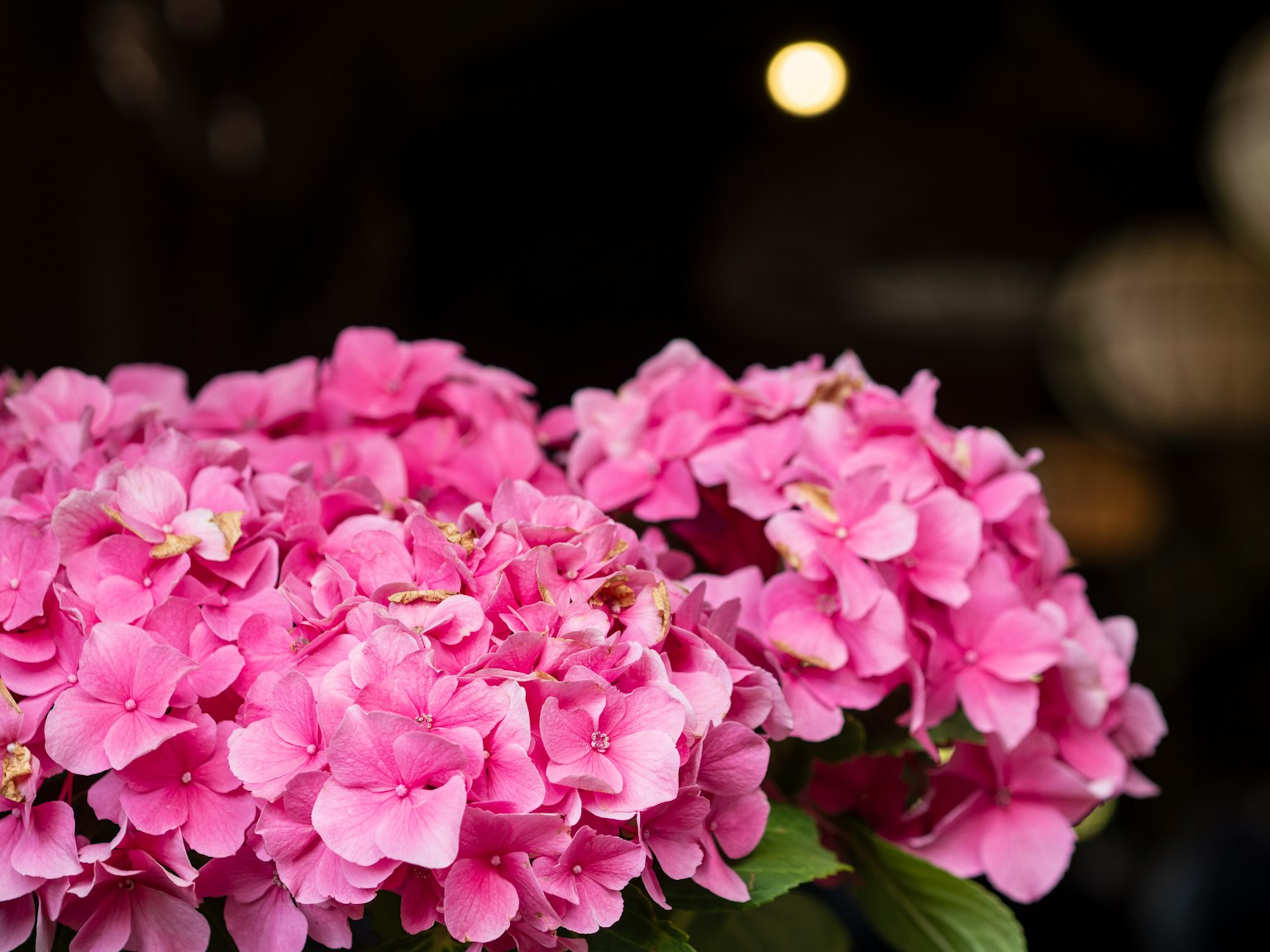 Primo piano di fiori di ortensia rosa vivace