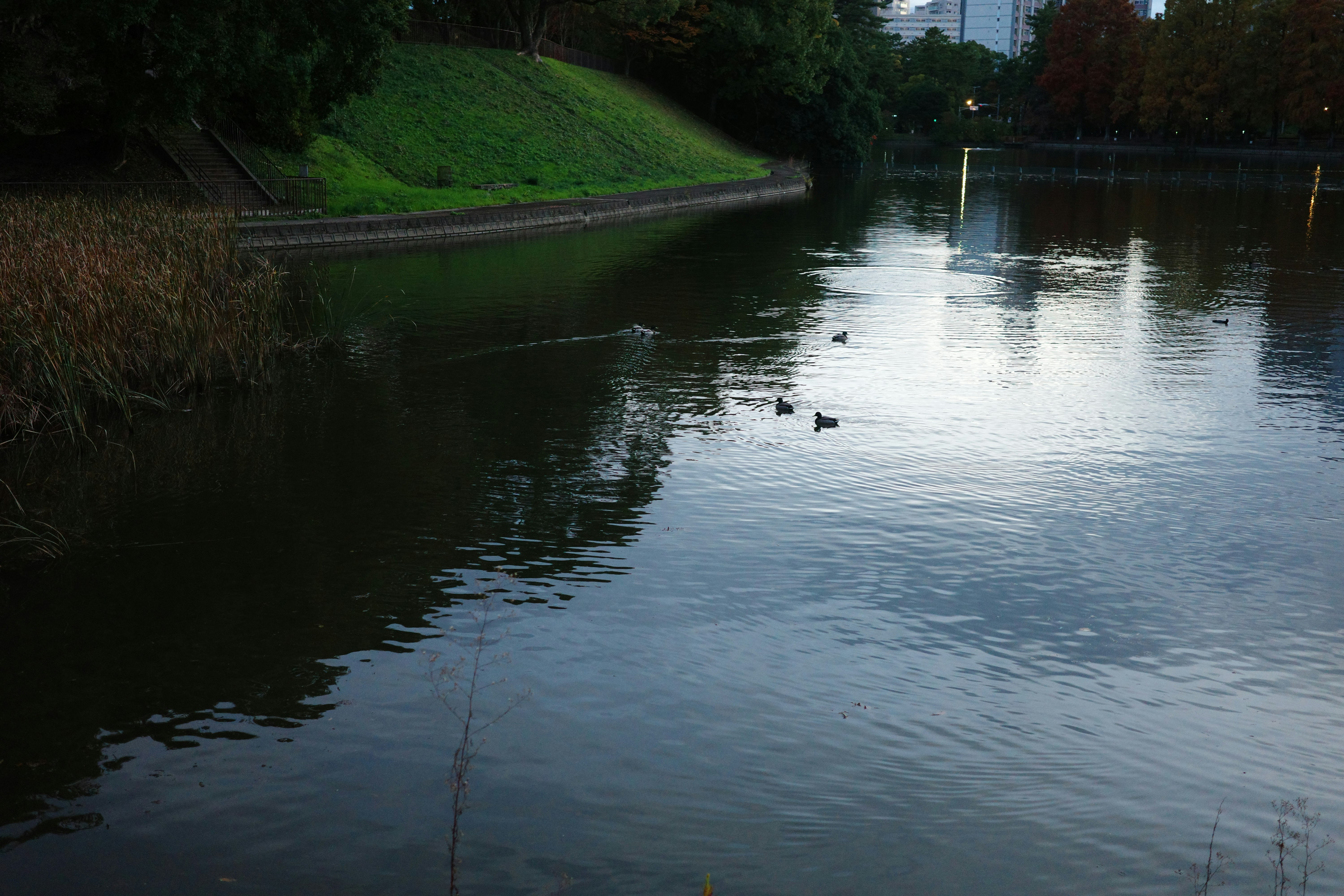 川沿いの静かな水面と遊歩道のある公園の夕景