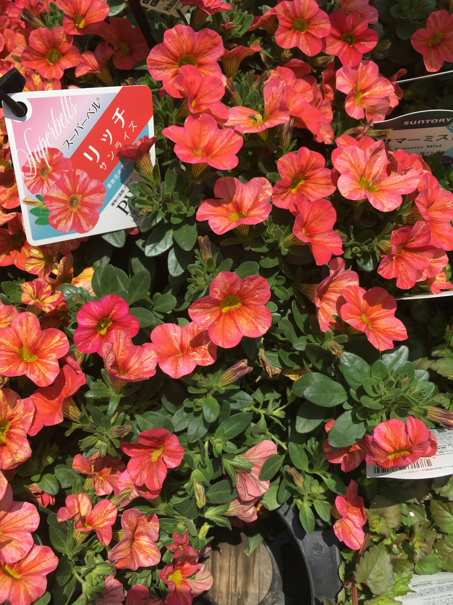 Tampilan cerah bunga petunia oranye dengan label tanaman