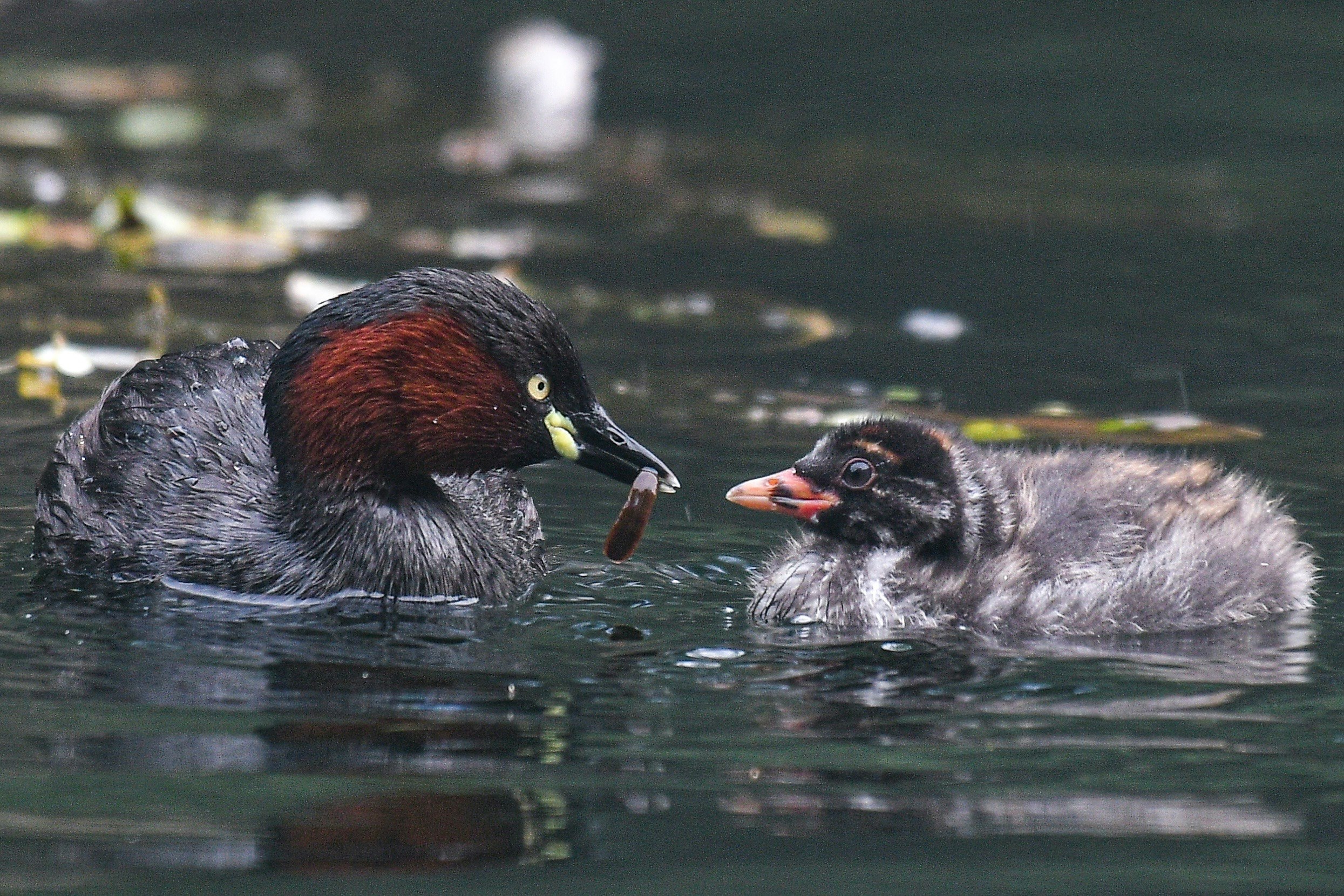 水辺で親鳥とヒナが並ぶカモの親子