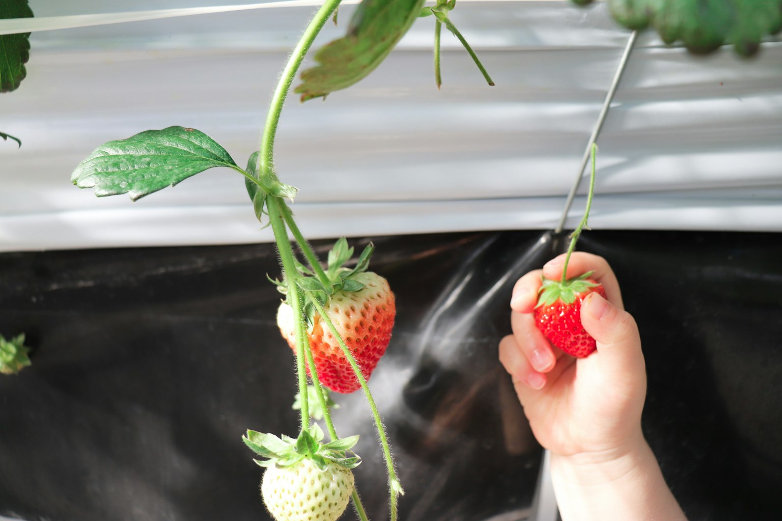 Mano di un bambino che raccoglie una fragola matura da una pianta
