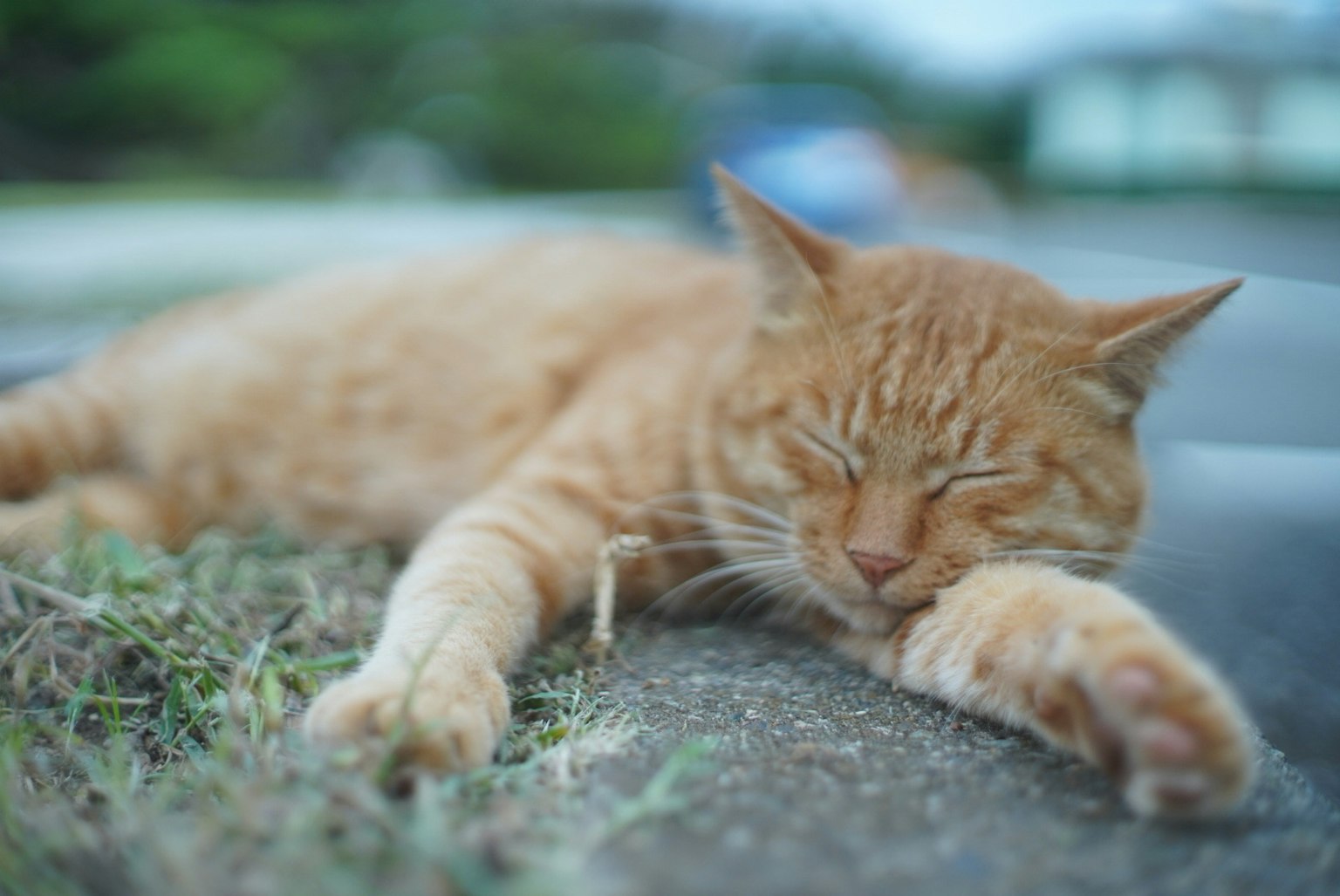 Kucing oranye tidur di tanah