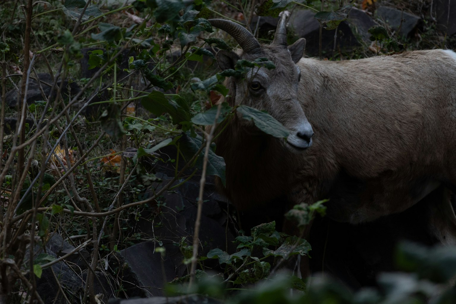 Eine Bergziege, die in einem dunklen Wald grast