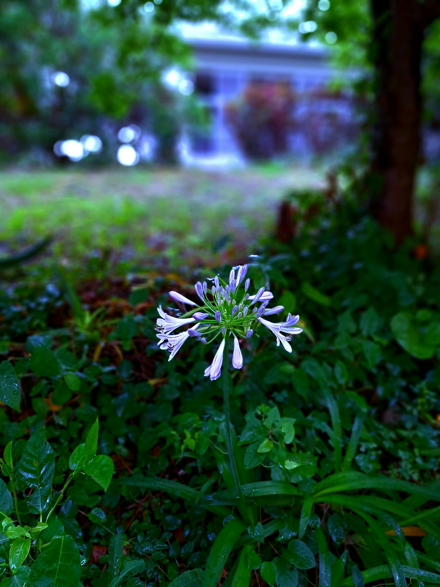 White flower blooming in a garden surrounded by green plants