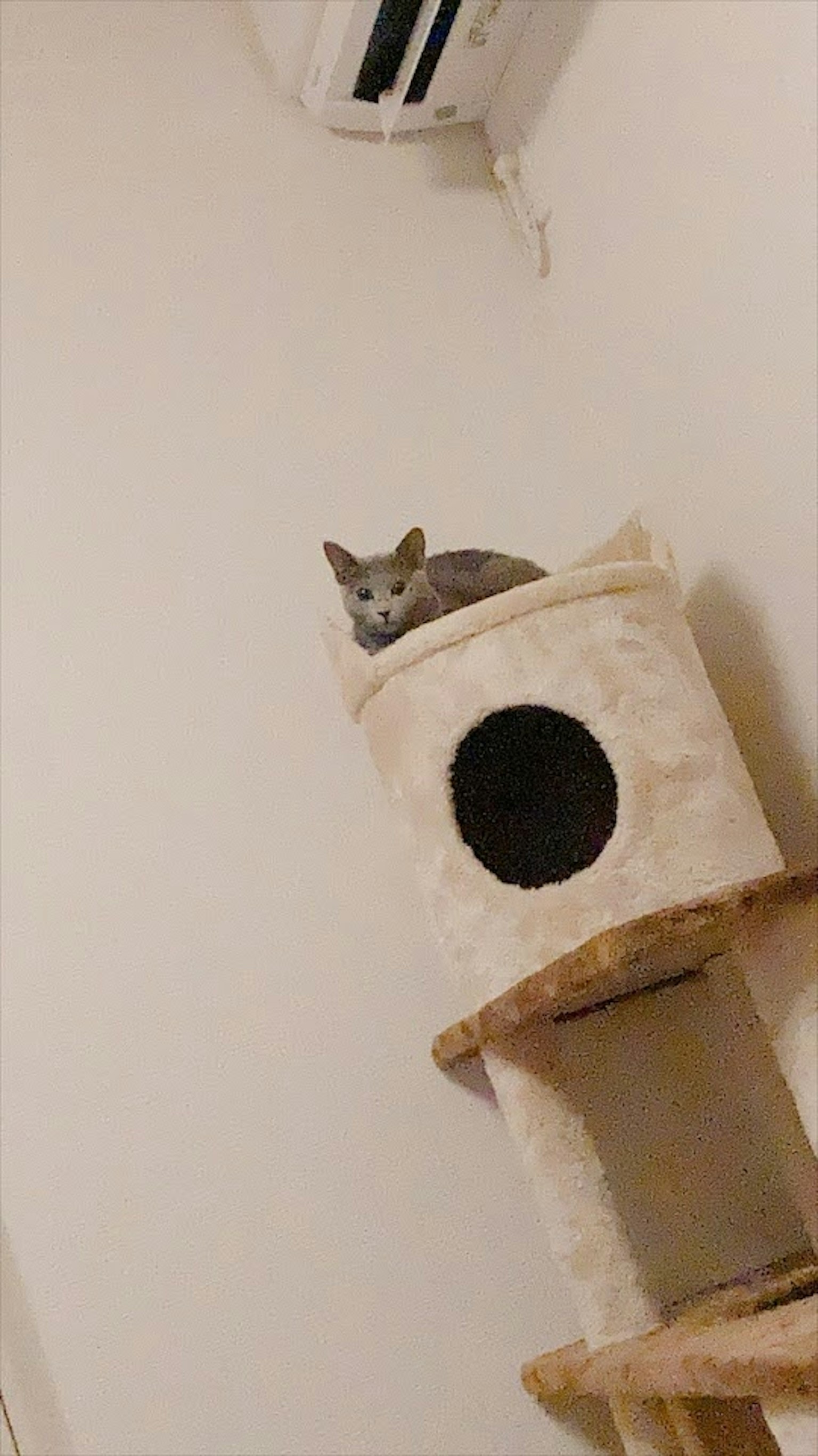 Gray cat sitting on top of a cat tower