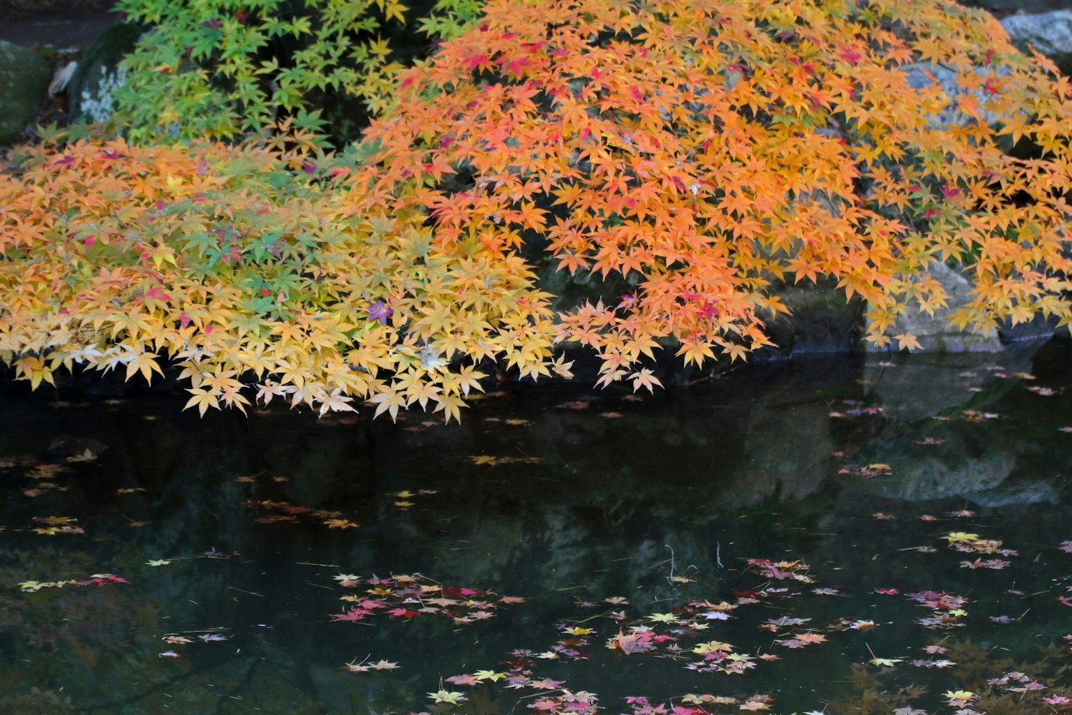 Hojas de arce en vibrantes colores de otoño reflejadas en el agua