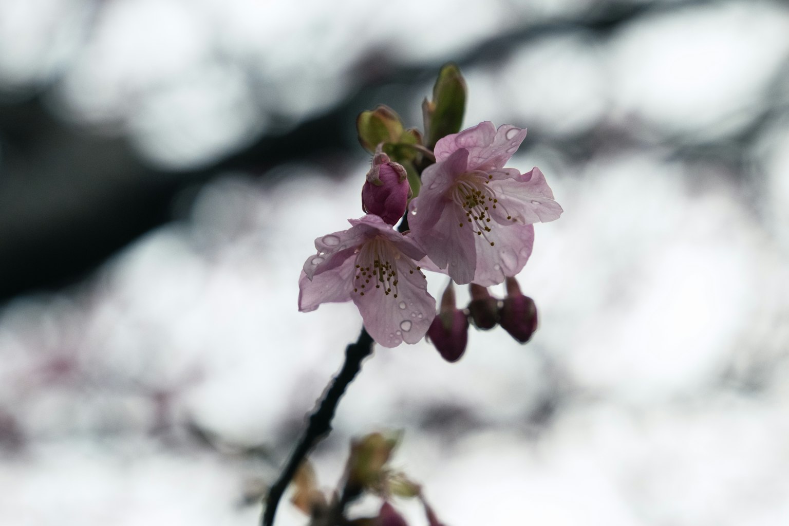 Bunga sakura pink yang halus dan tunas di dahan
