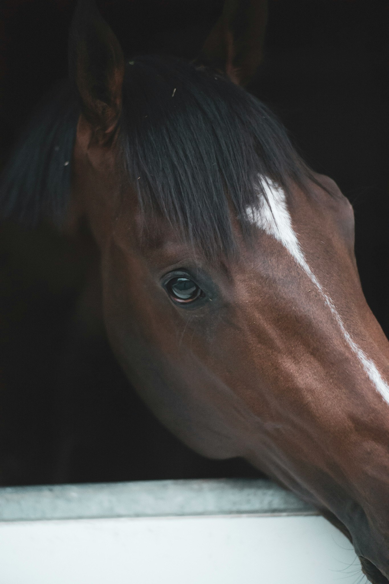 close-up of a horse’s head